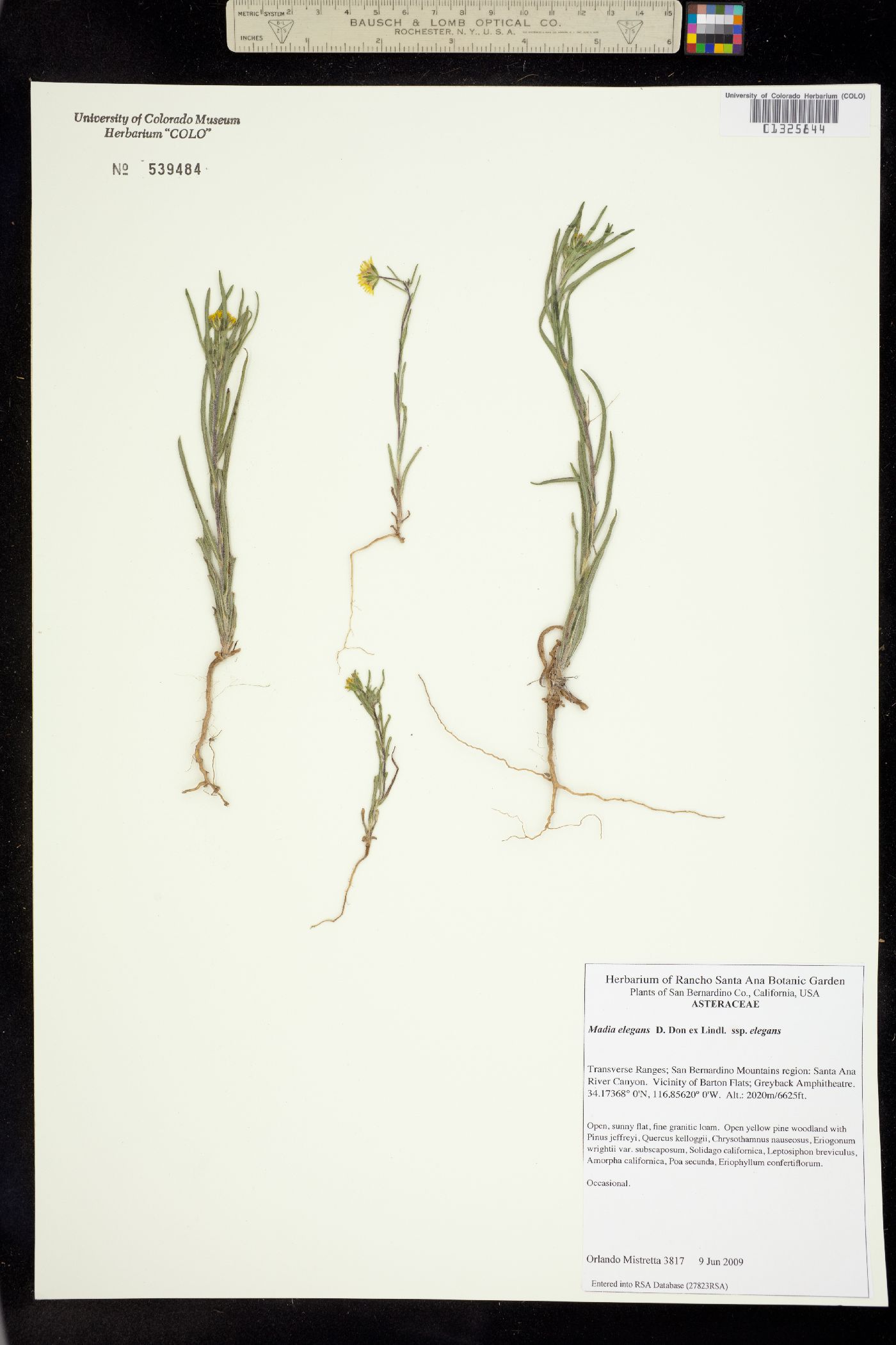 Madia elegans image