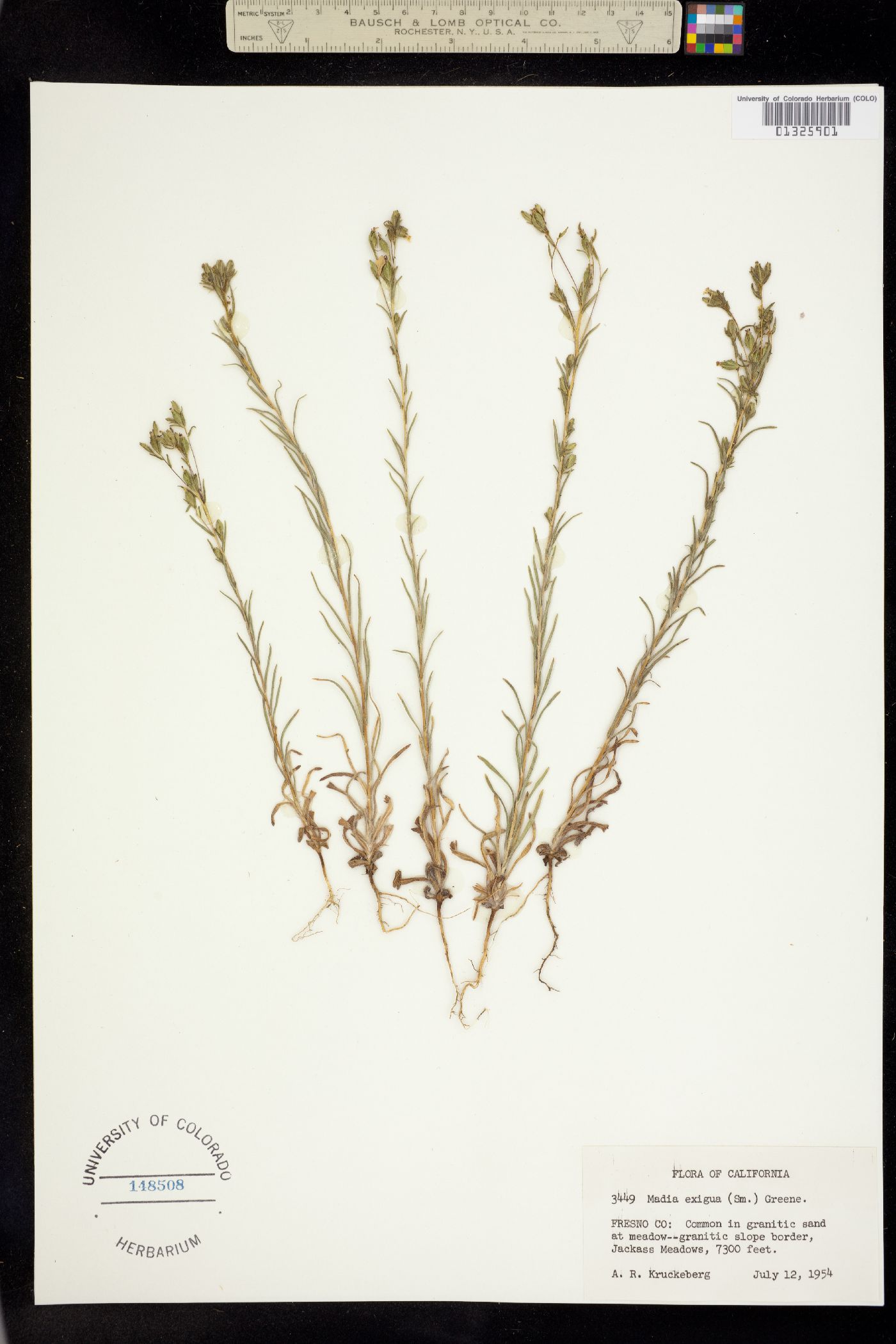Madia exigua image