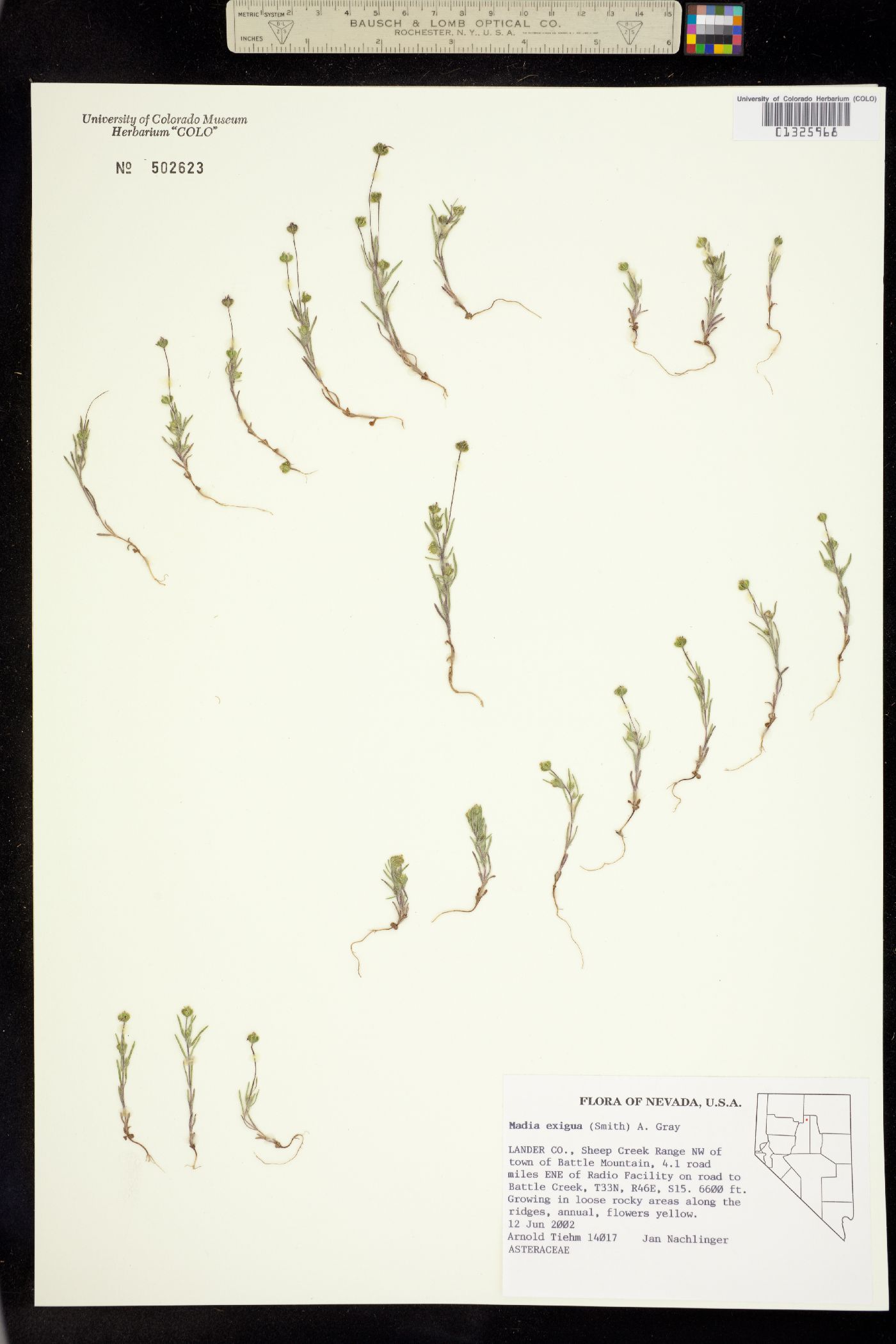 Madia exigua image
