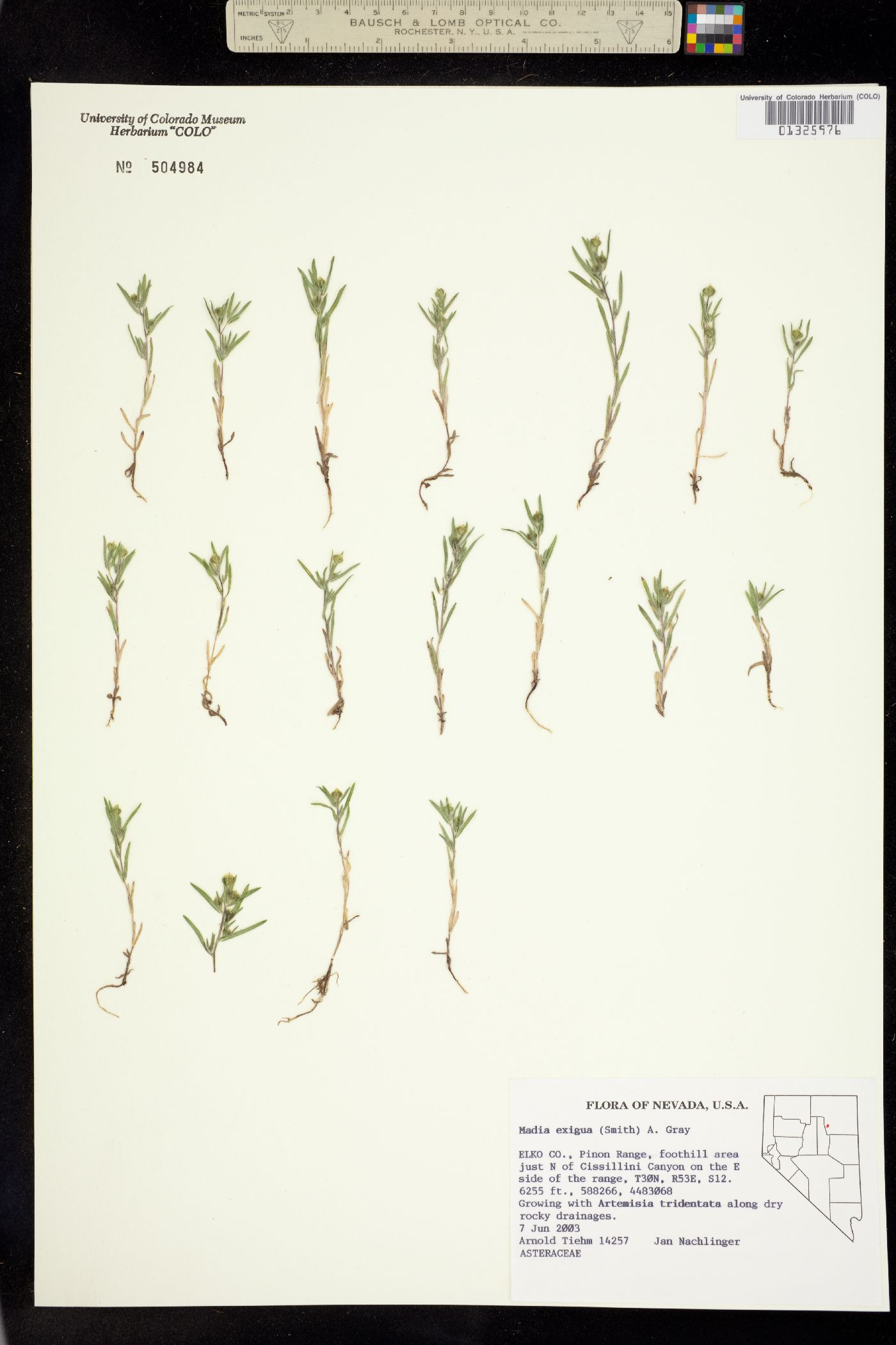 Madia exigua image