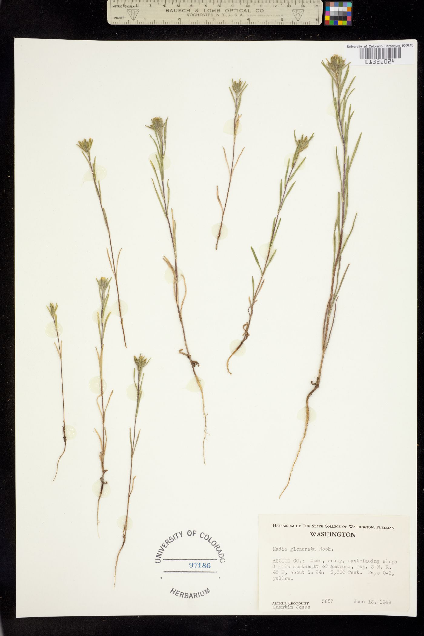 Madia glomerata image