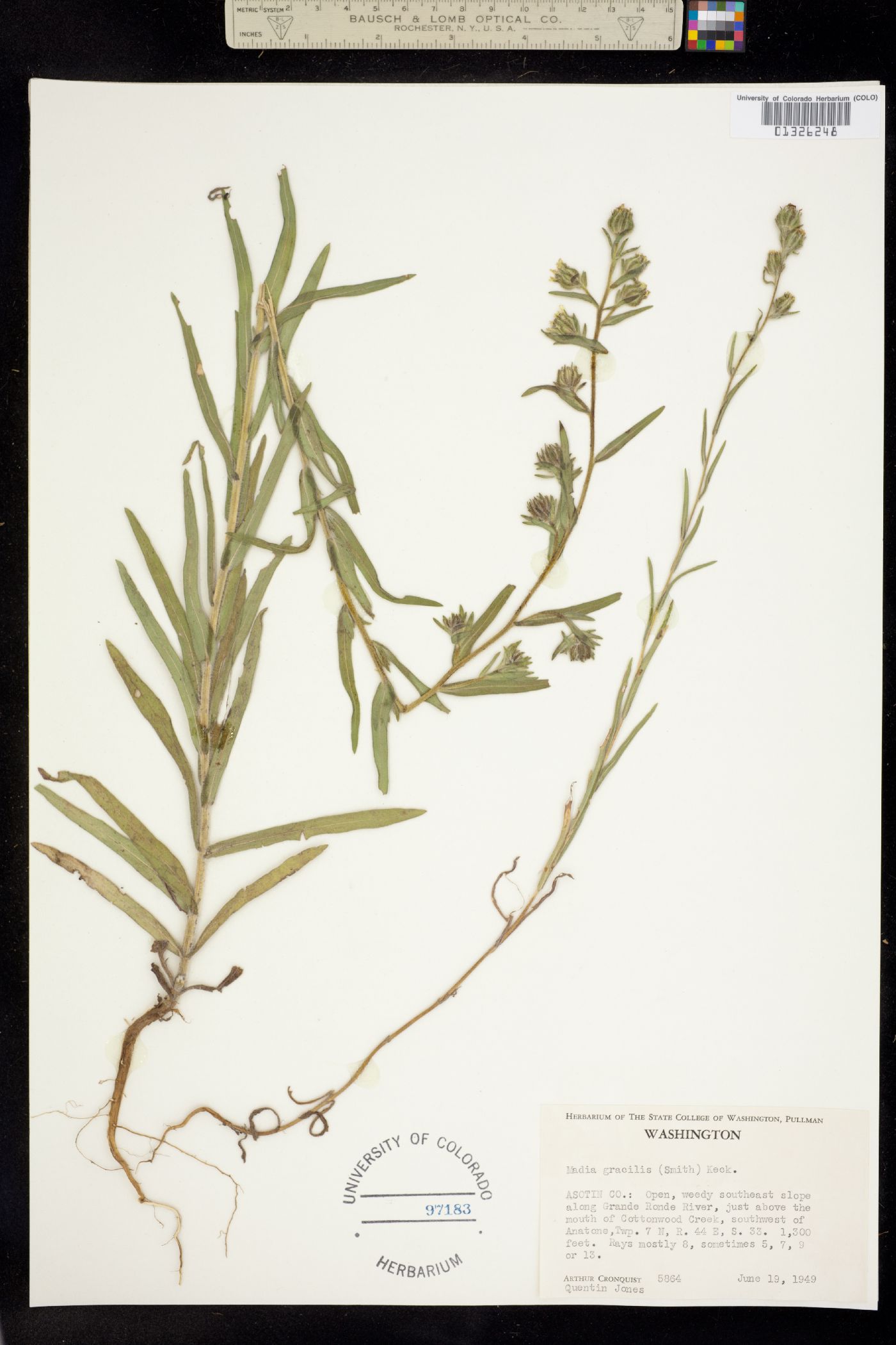 Madia gracilis image