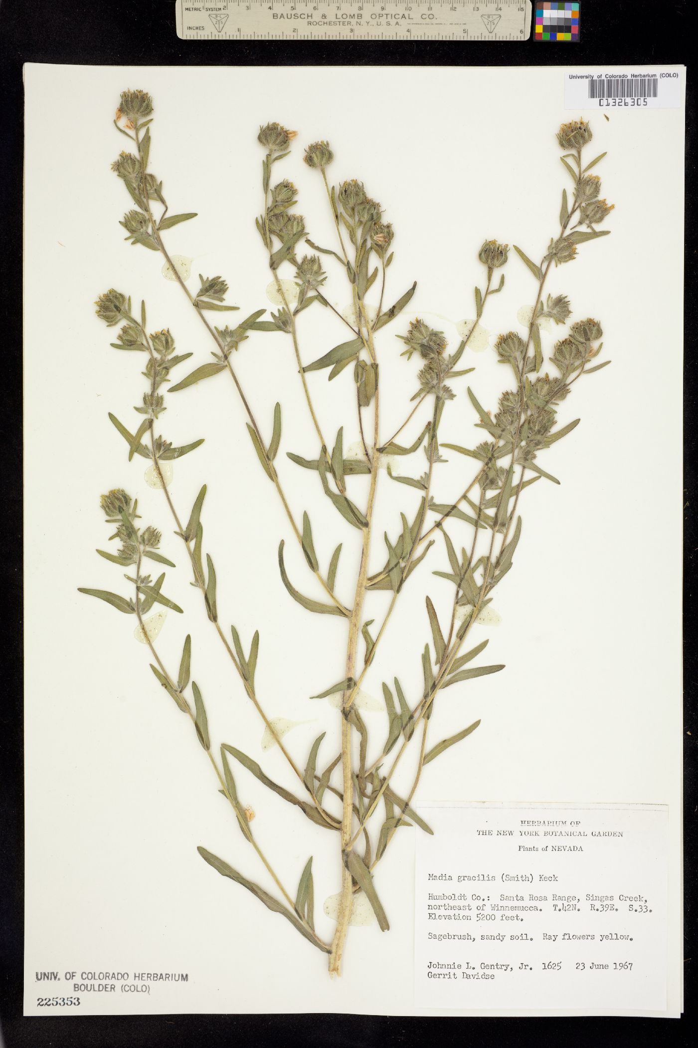 Madia gracilis image