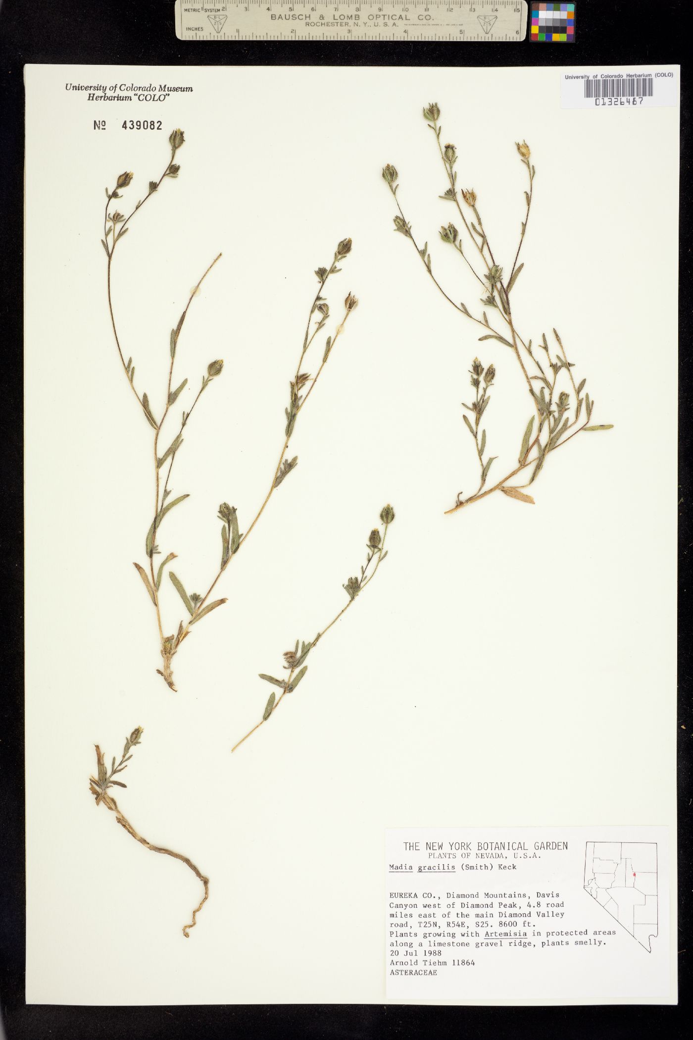 Madia gracilis image
