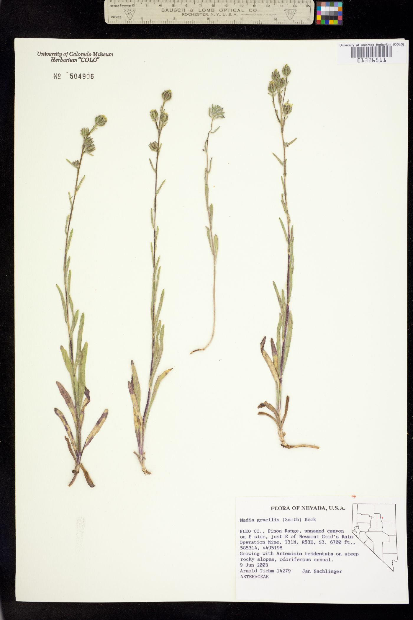 Madia gracilis image