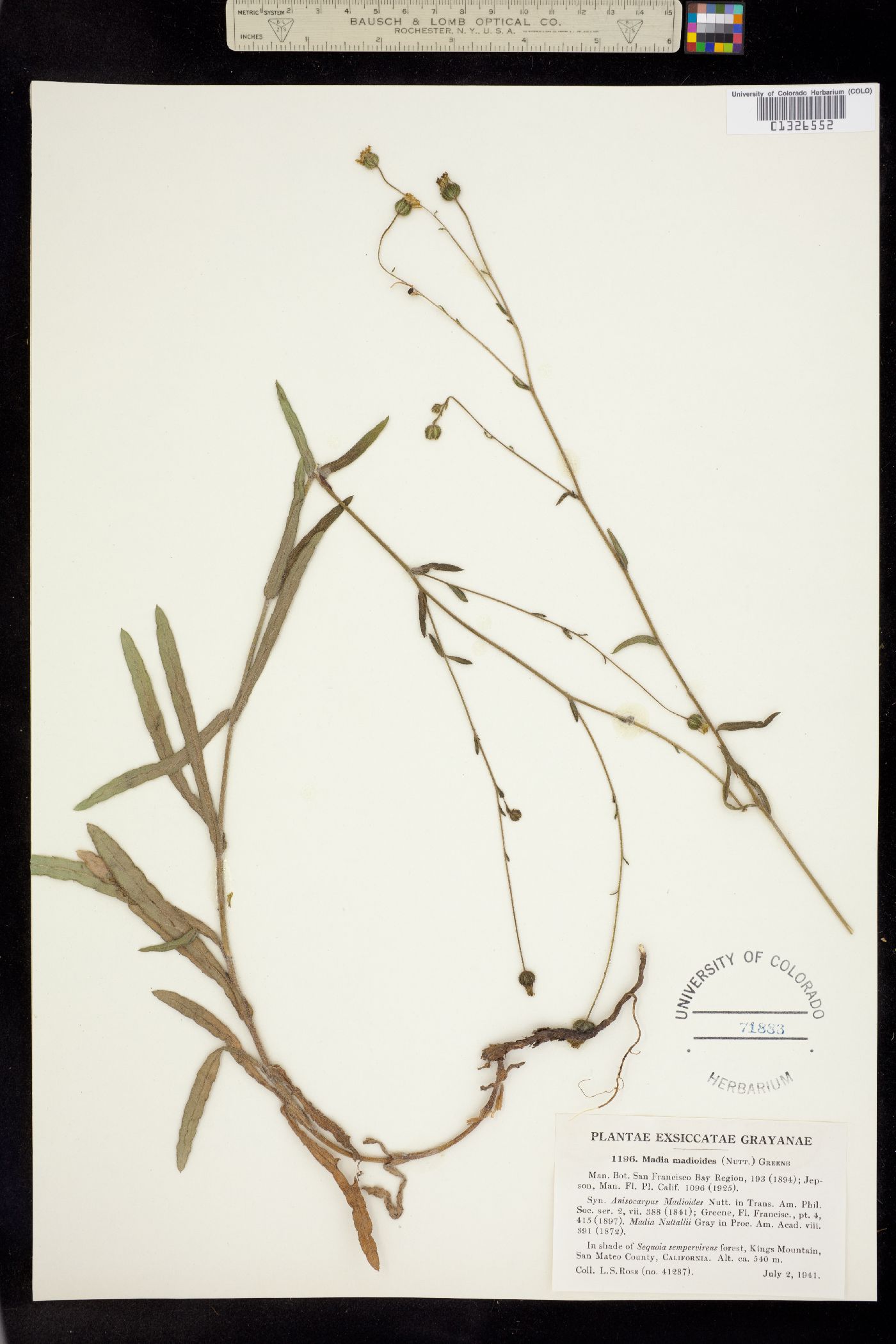 Madia madioides image