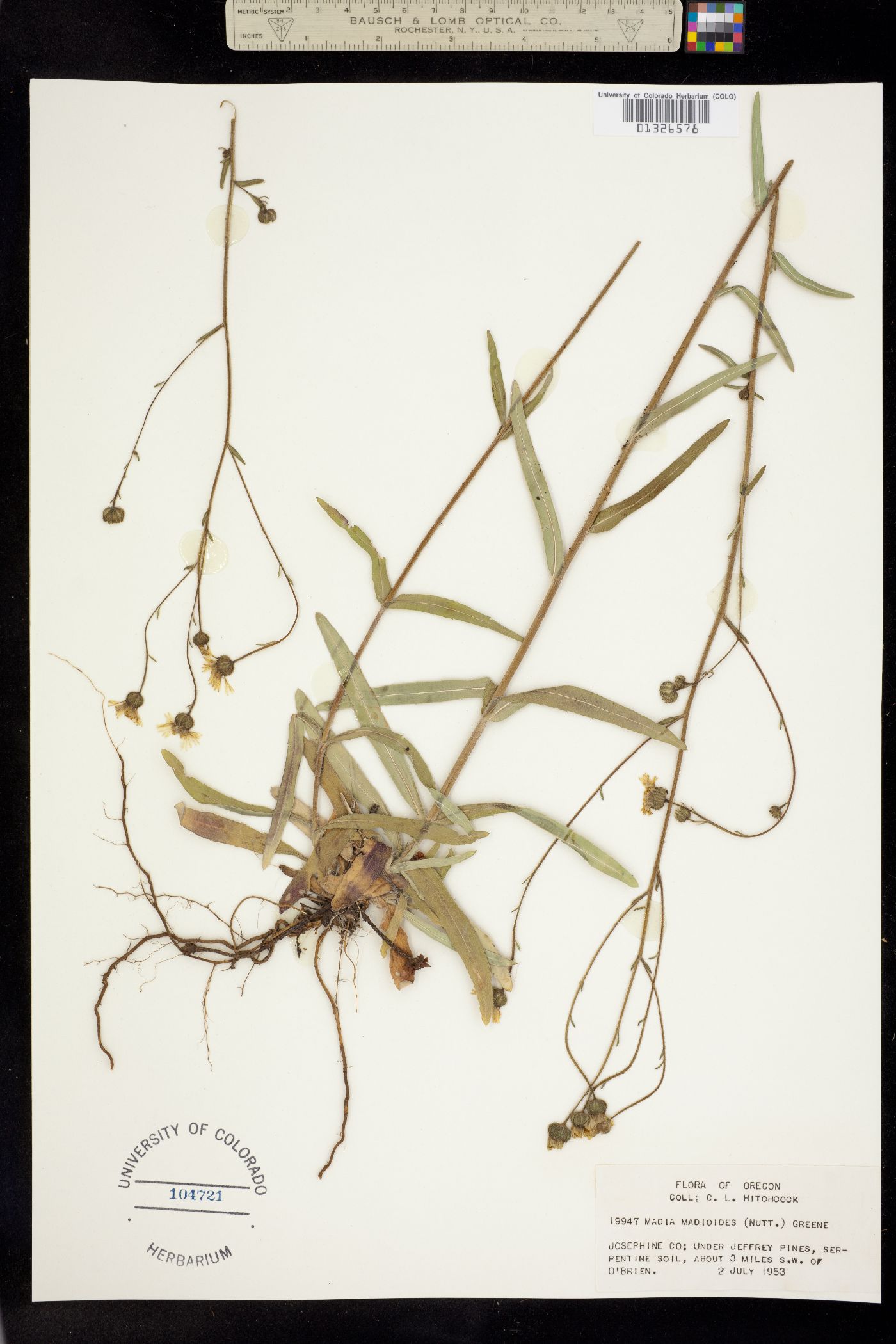 Madia madioides image