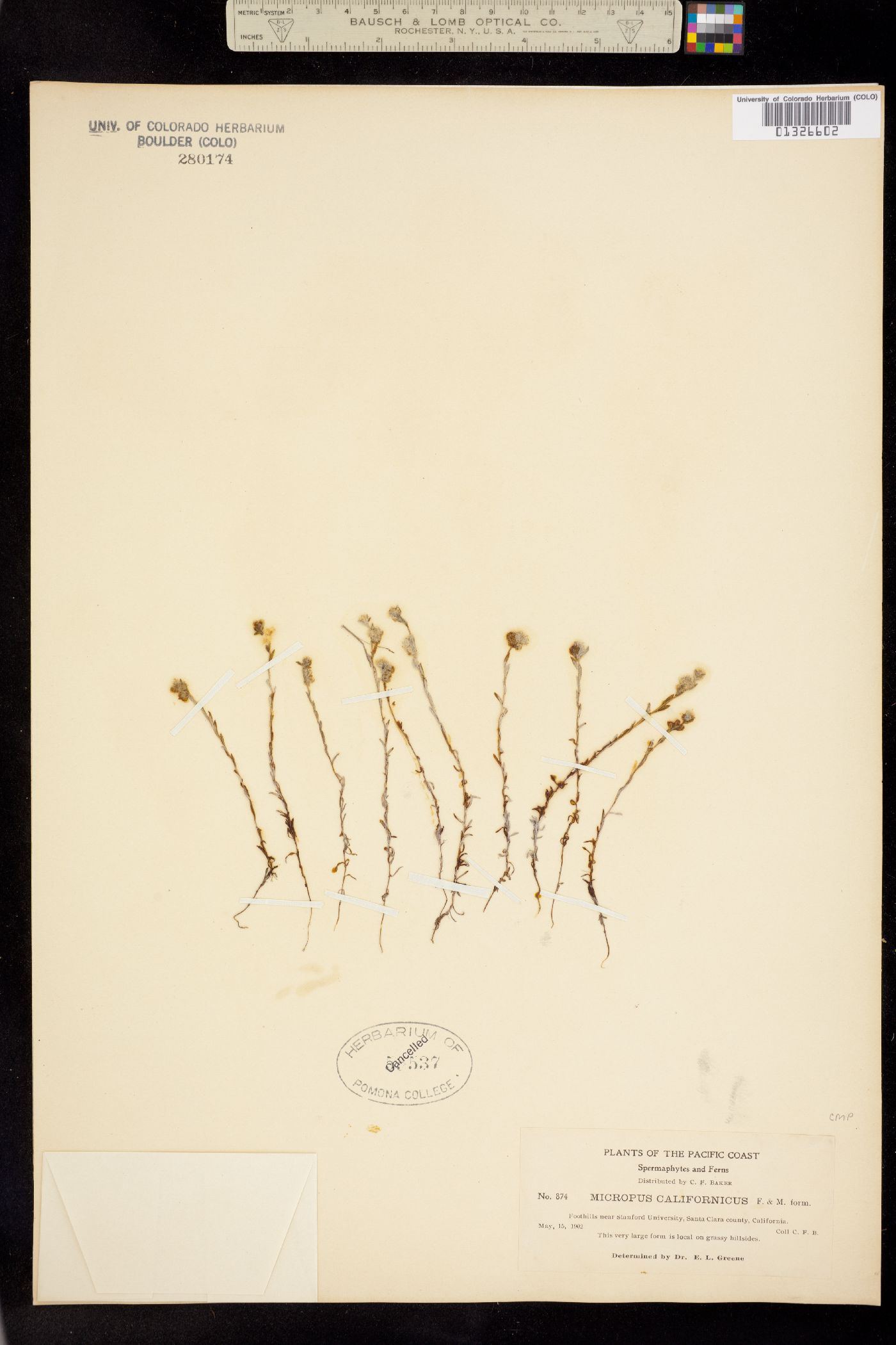 Madia madioides image