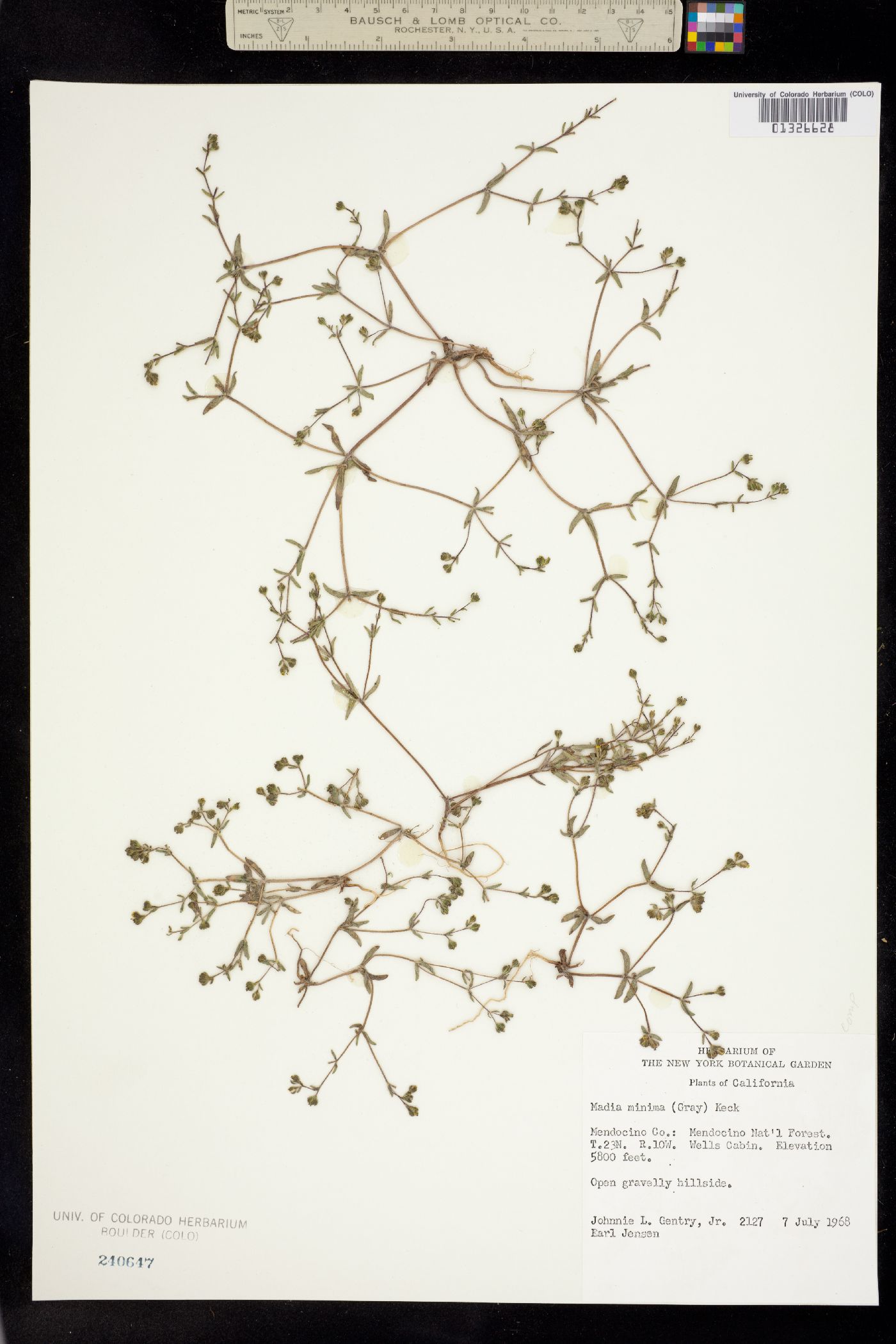 Madia minima image