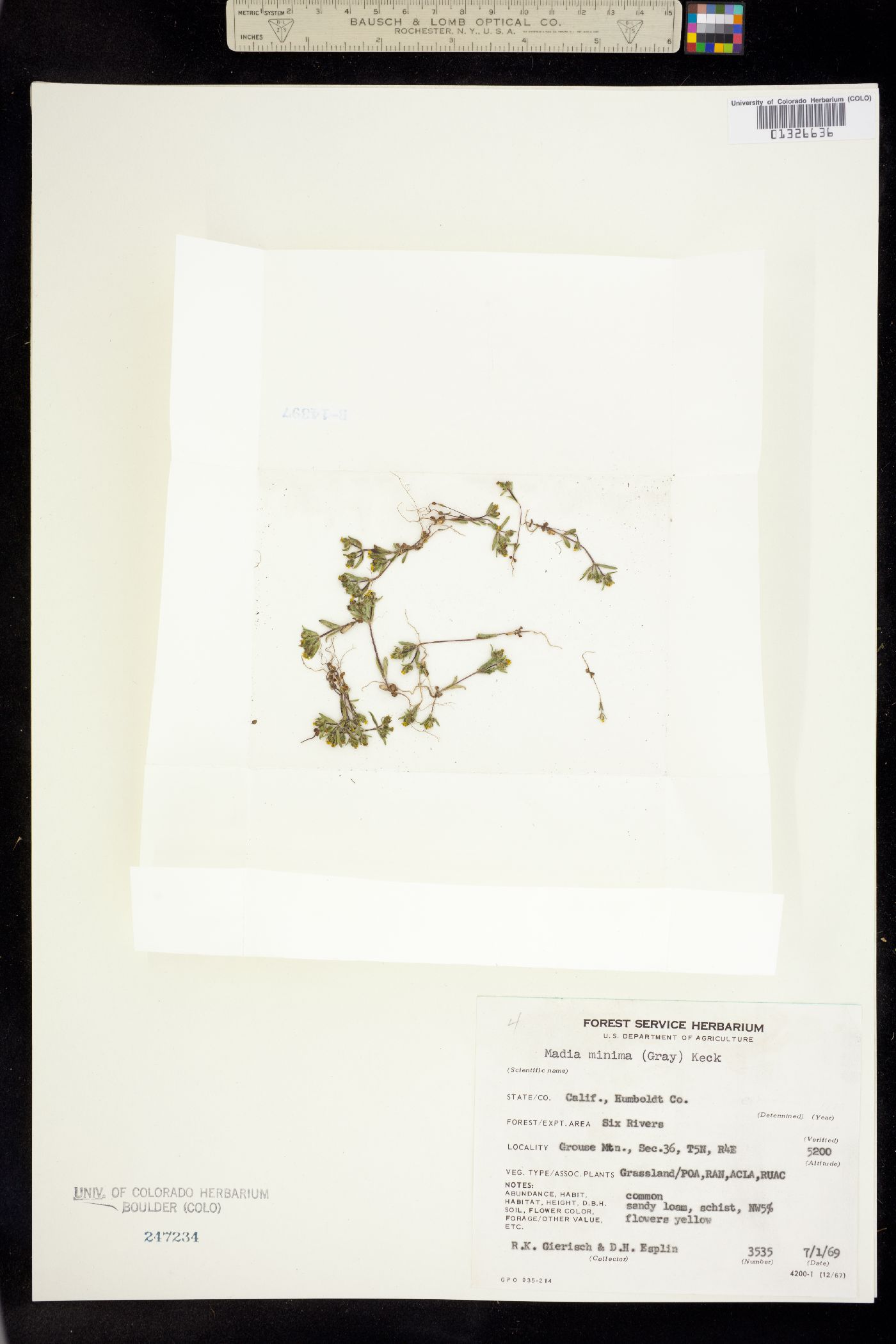 Madia minima image