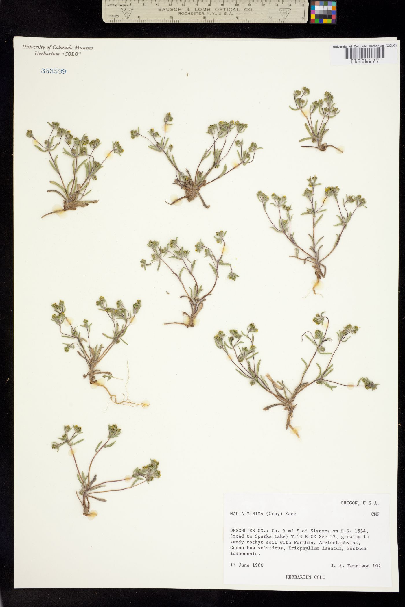 Madia minima image