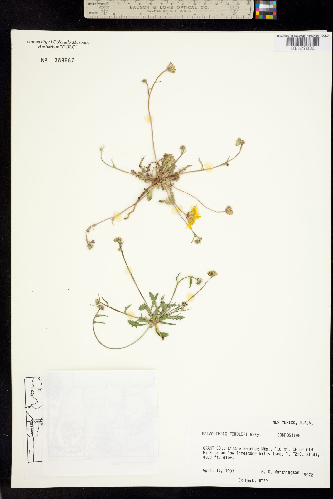 Malacothrix fendleri image