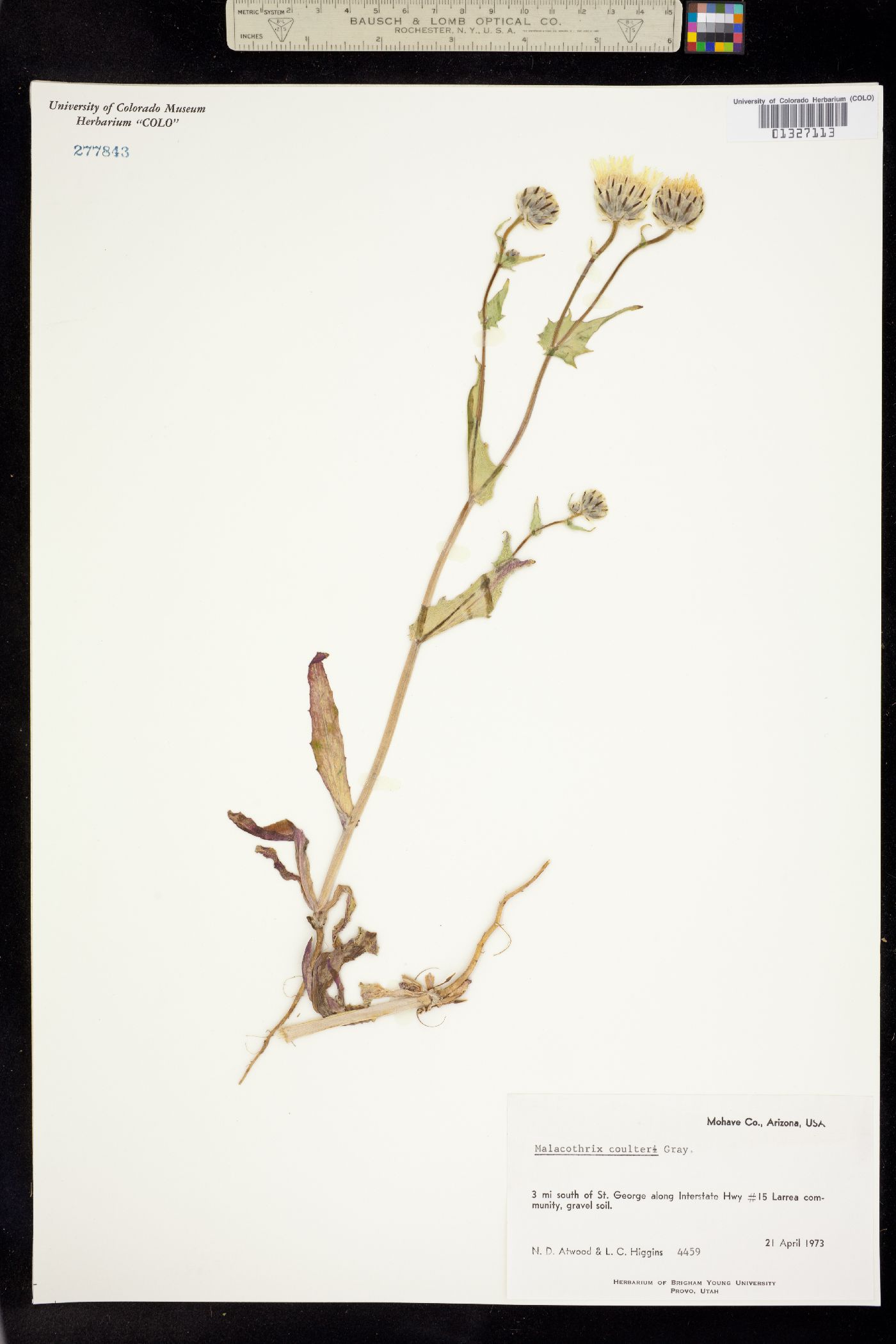Malacothrix coulteri image