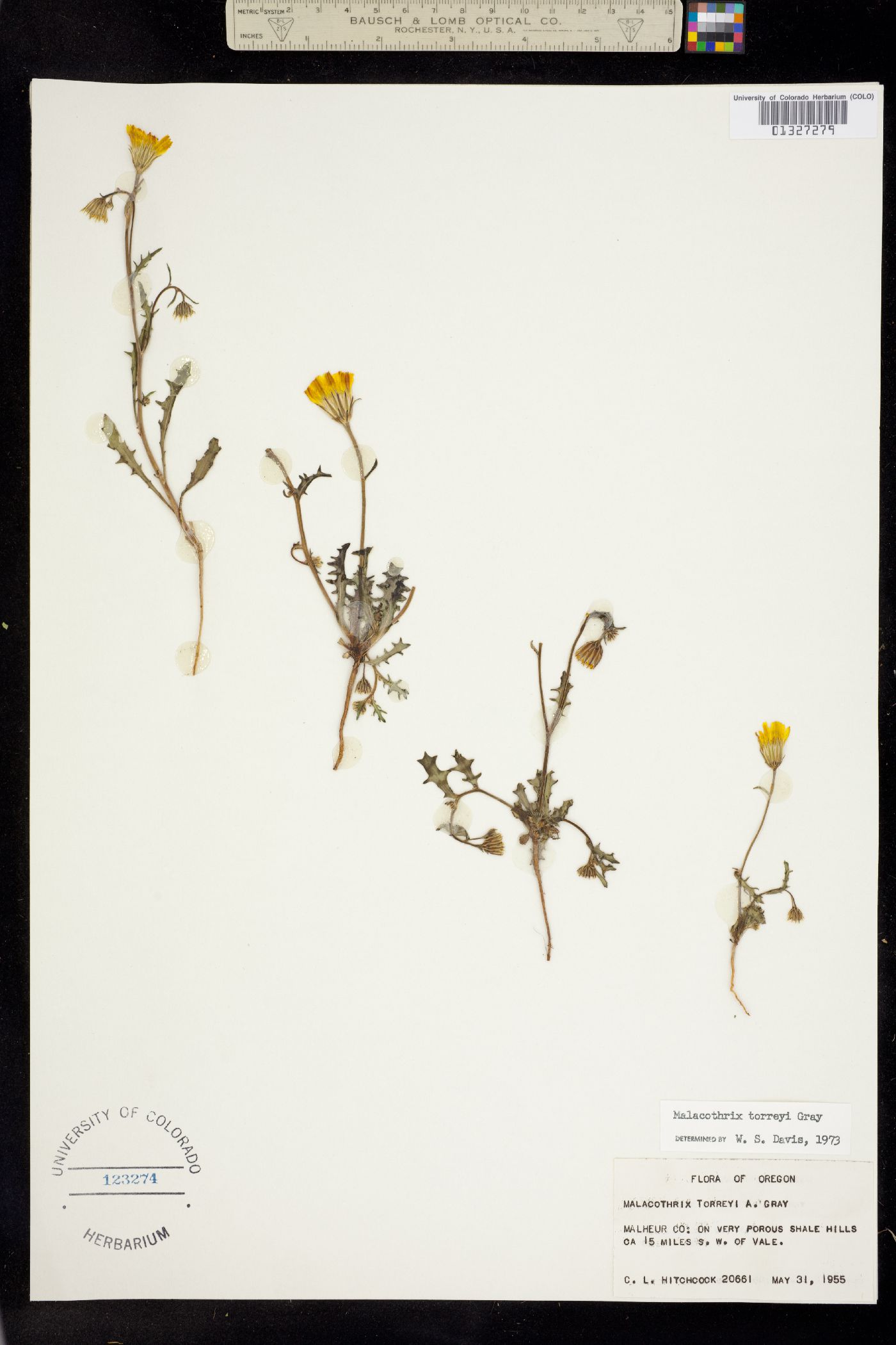 Malacothrix torreyi image
