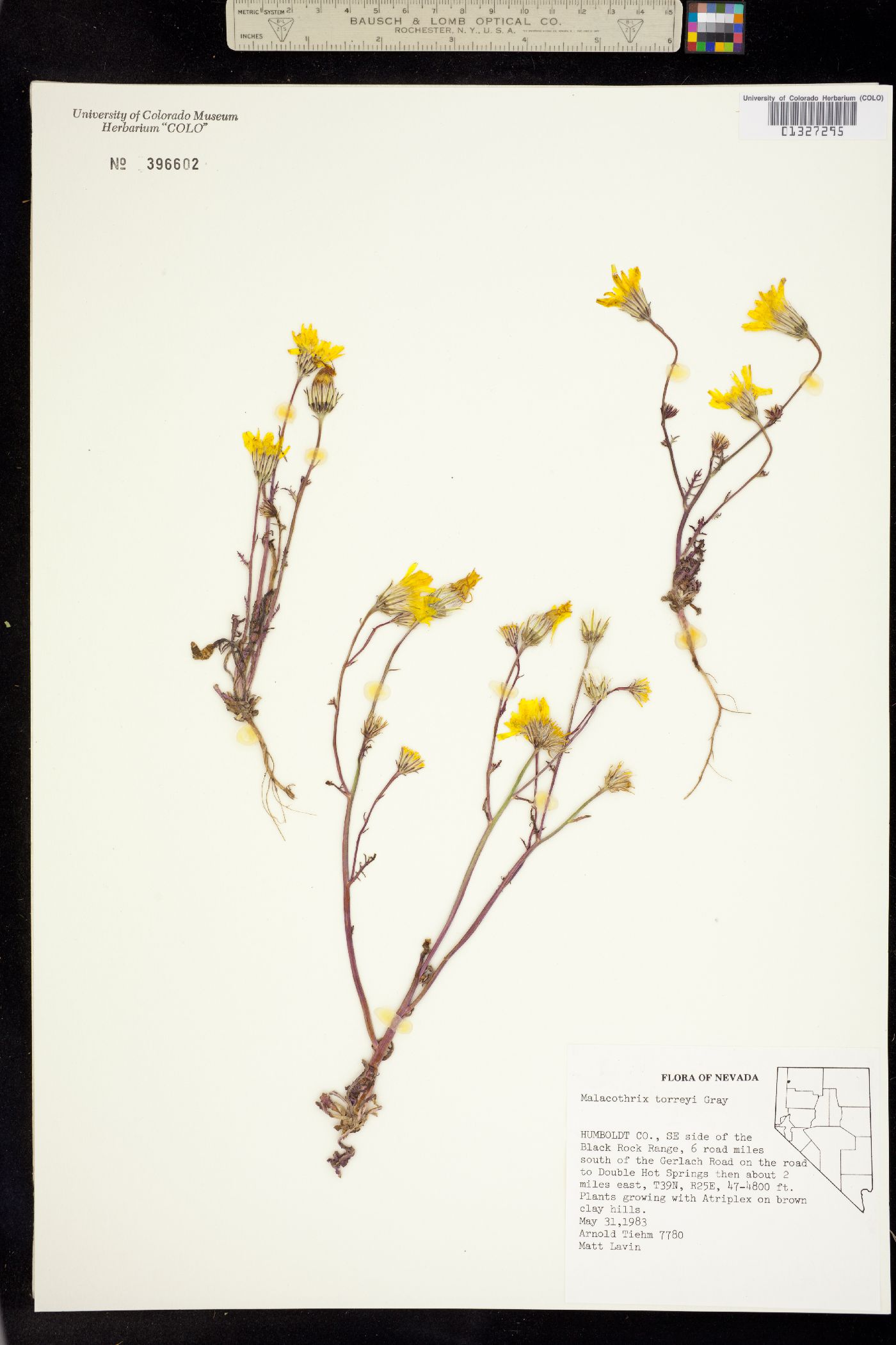 Malacothrix torreyi image