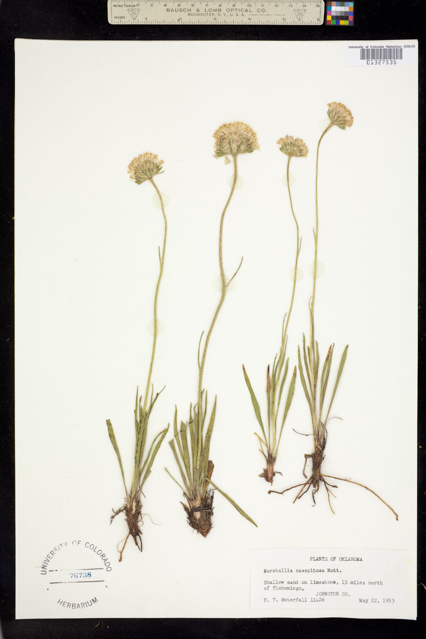 Marshallia caespitosa image
