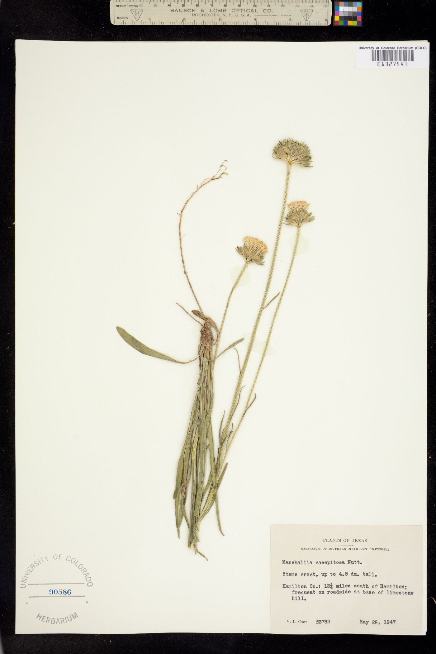 Marshallia caespitosa image