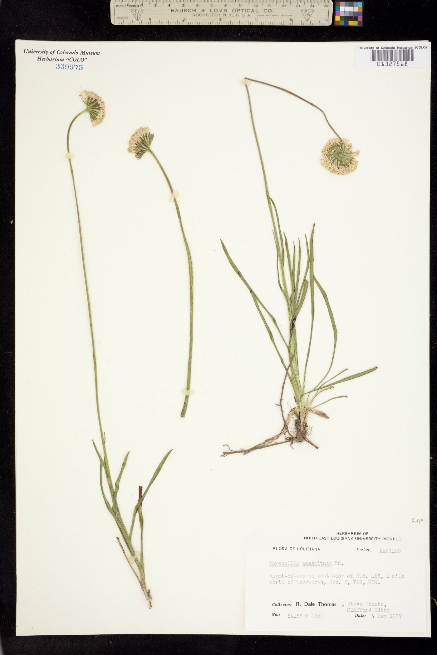 Marshallia caespitosa image