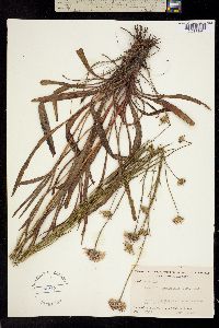 Image of Marshallia graminifolia