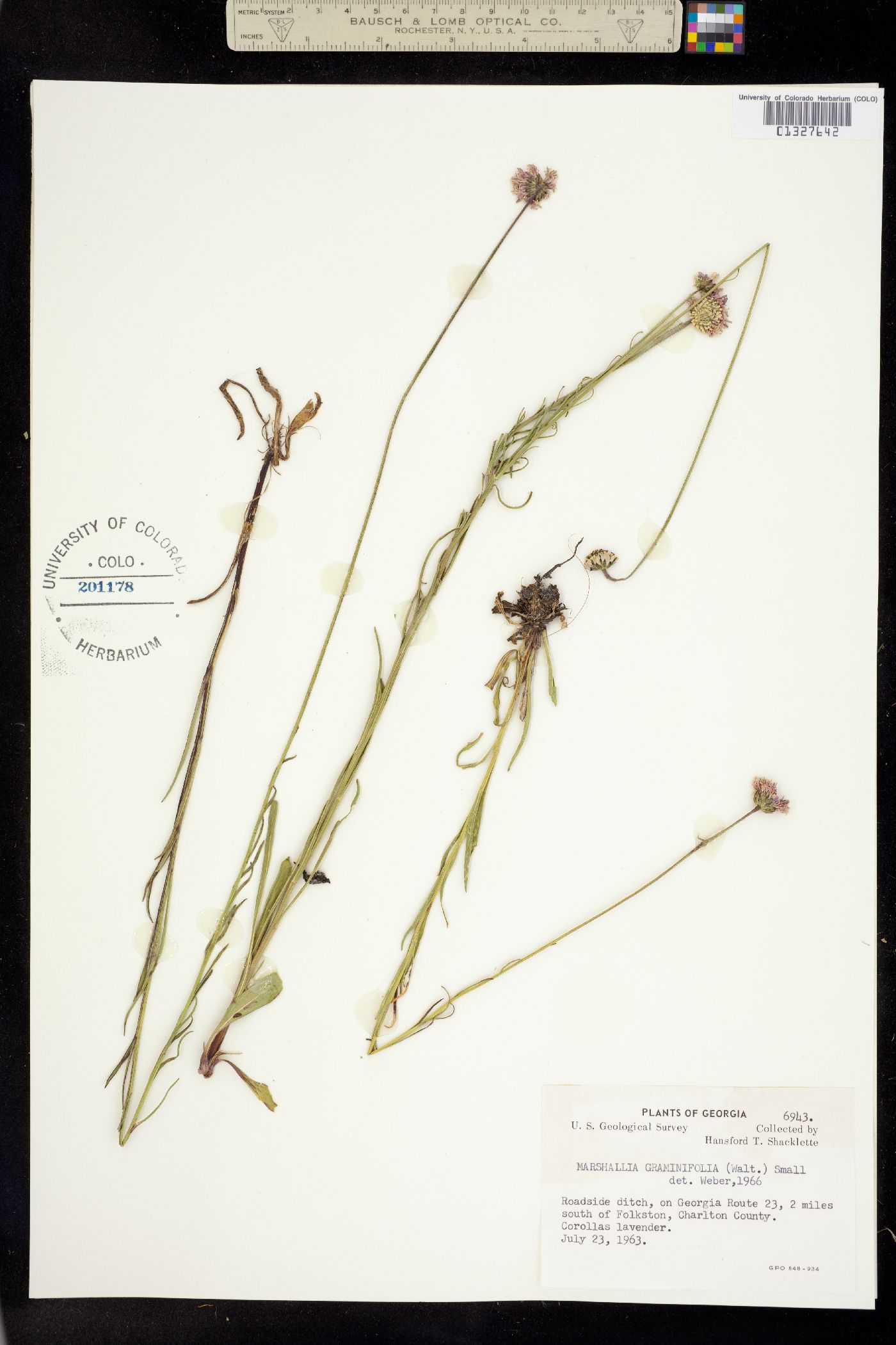 Marshallia graminifolia image