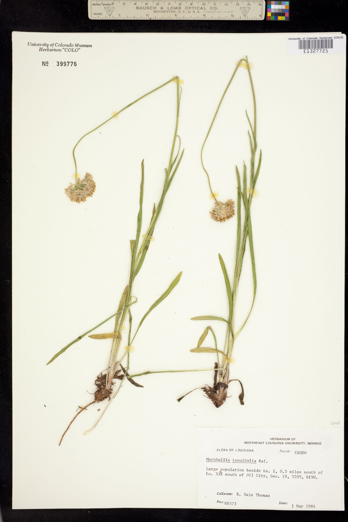 Marshallia graminifolia image
