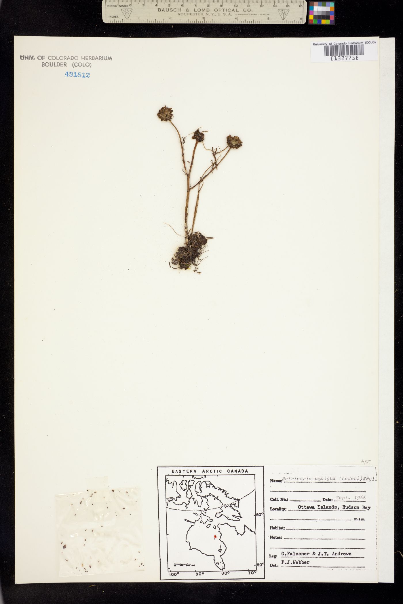 Matricaria ambigua image