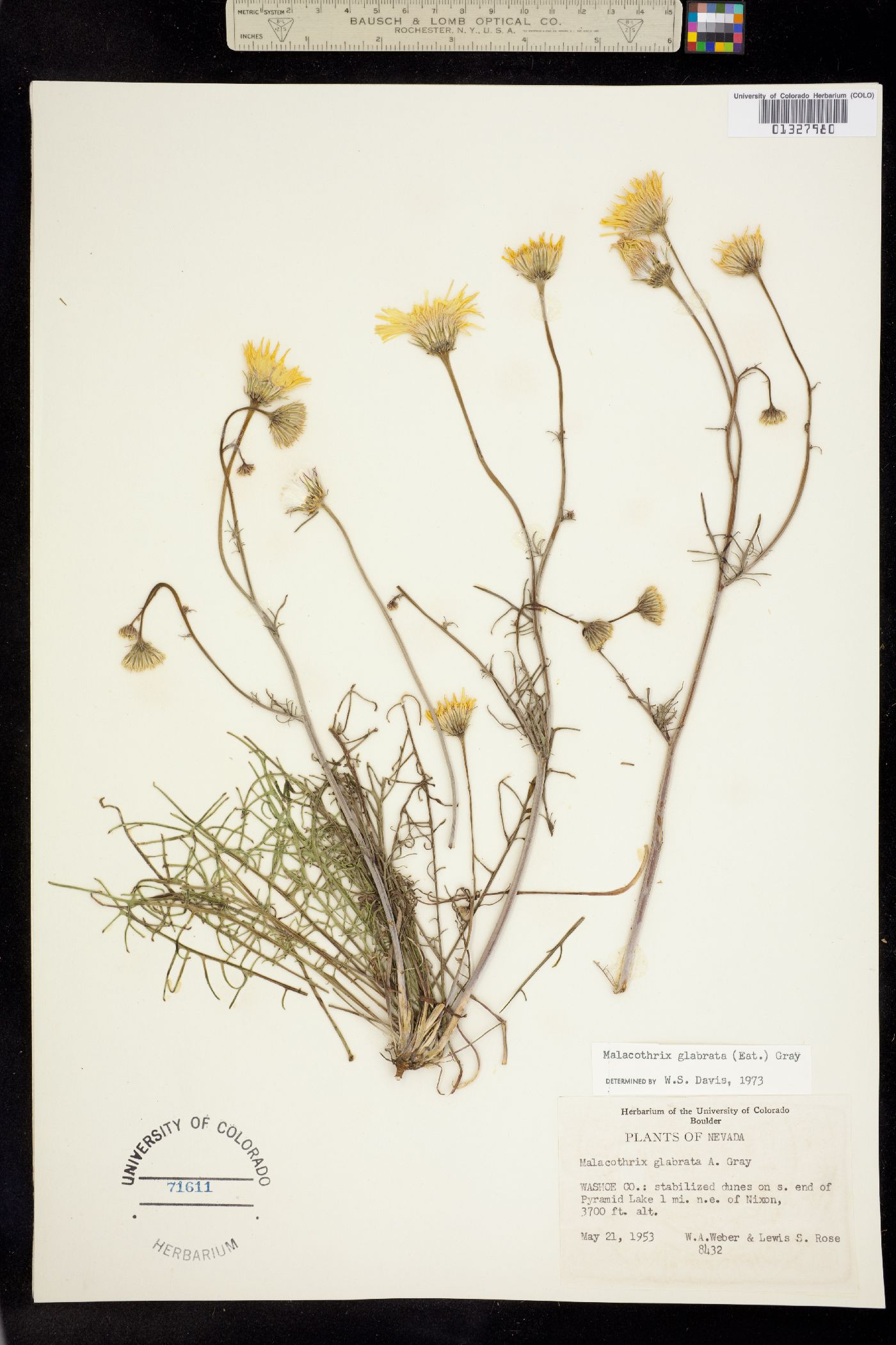 Malacothrix glabrata image
