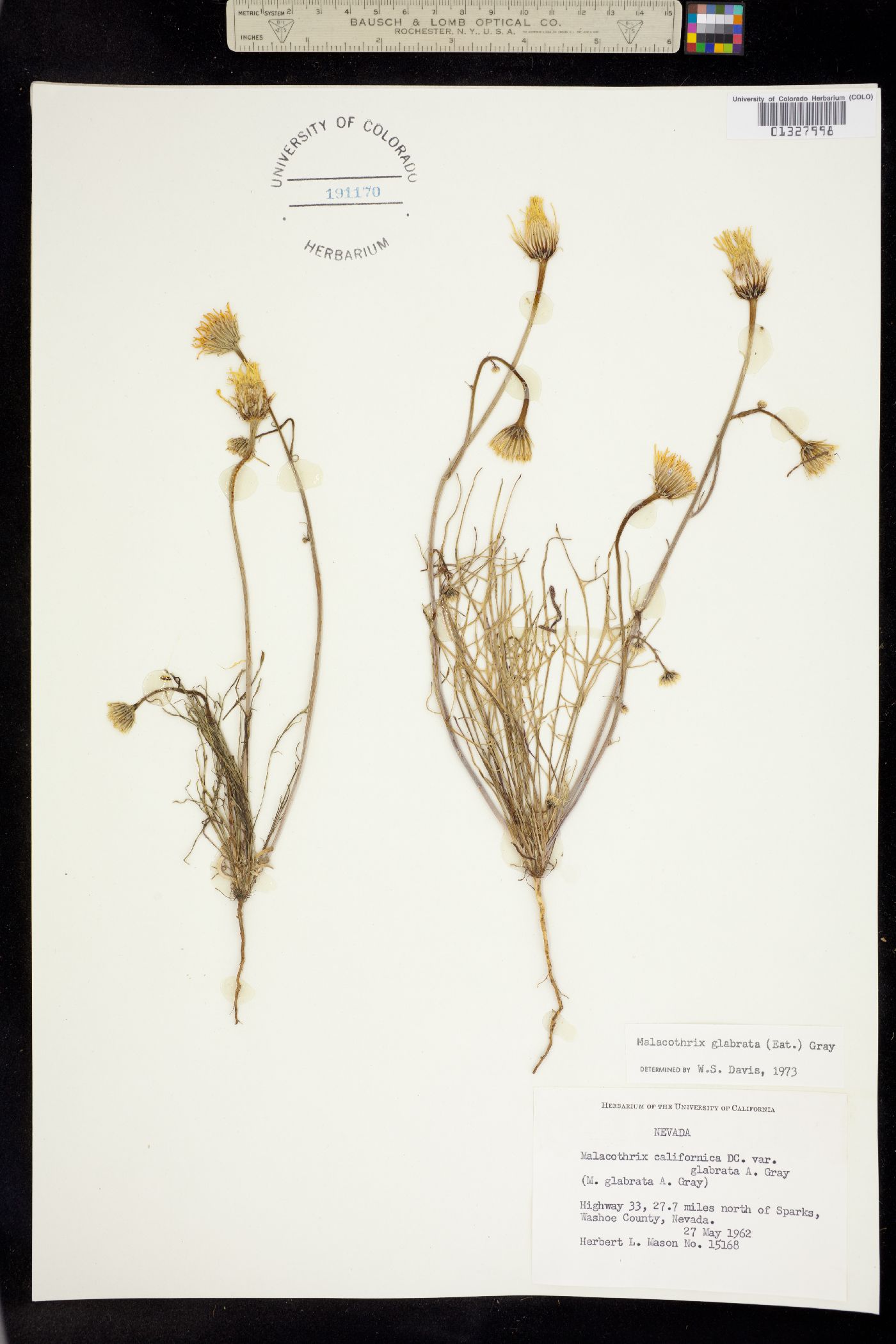 Malacothrix glabrata image