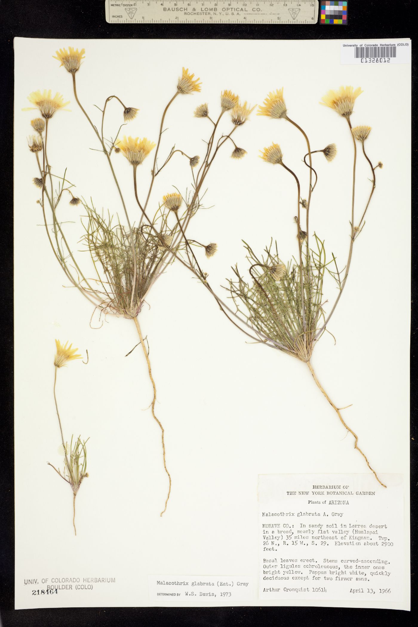 Malacothrix glabrata image