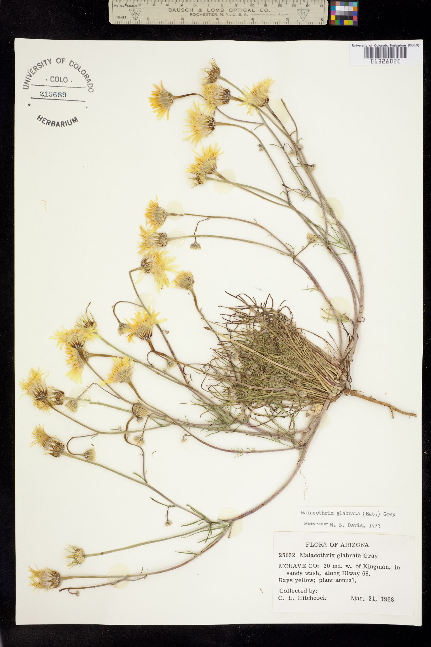 Malacothrix glabrata image