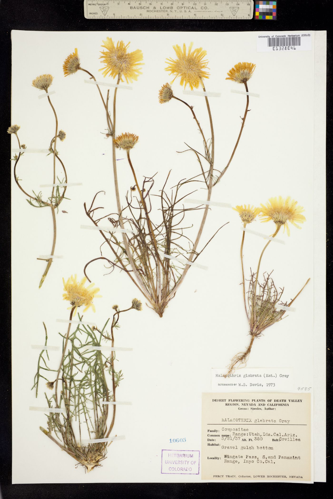 Malacothrix glabrata image