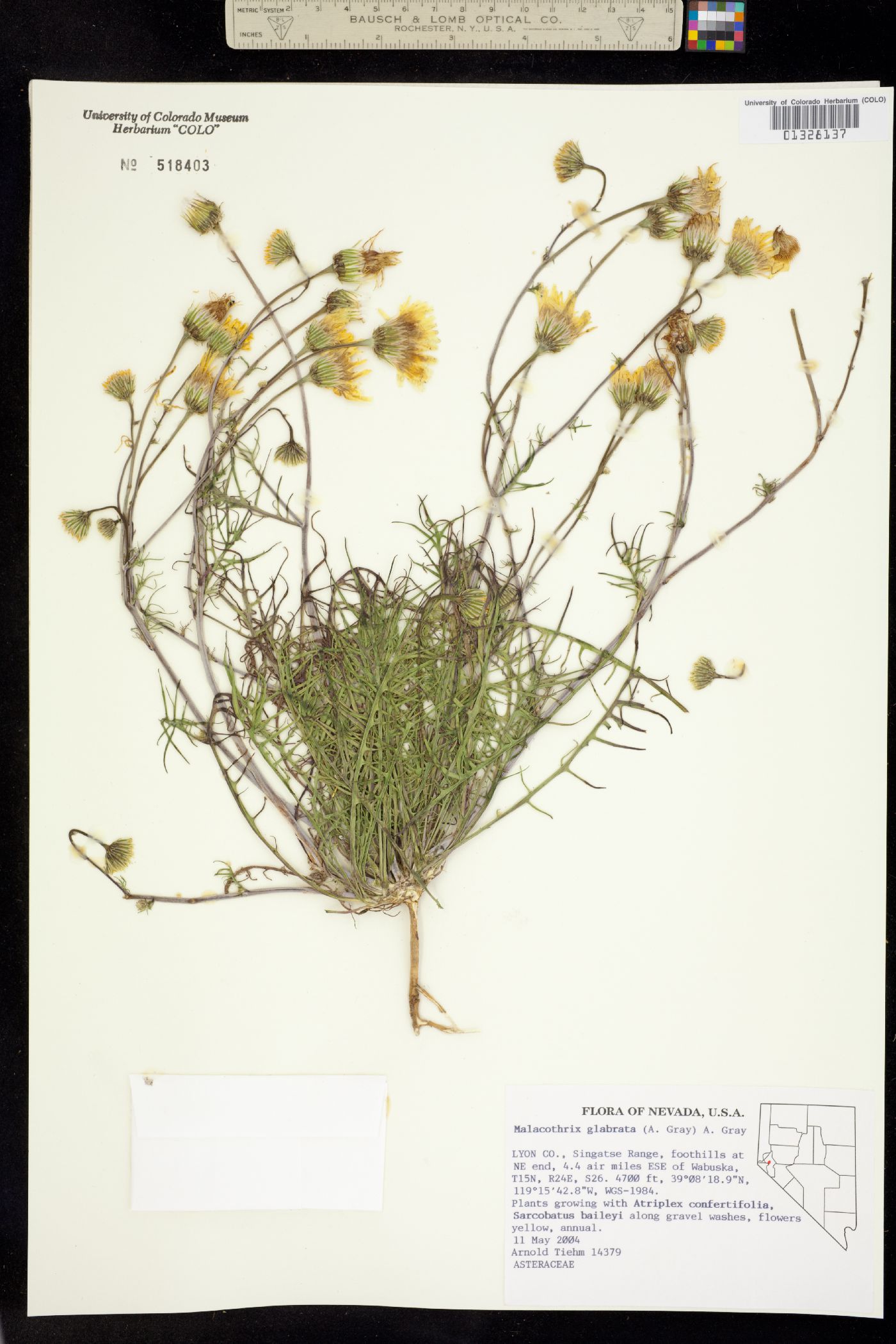Malacothrix image