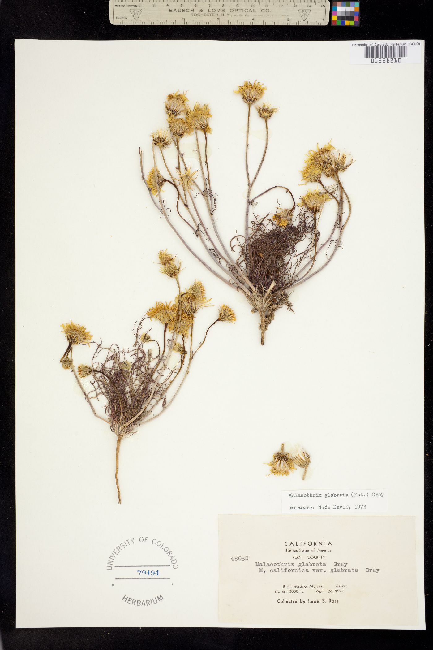 Malacothrix glabrata image