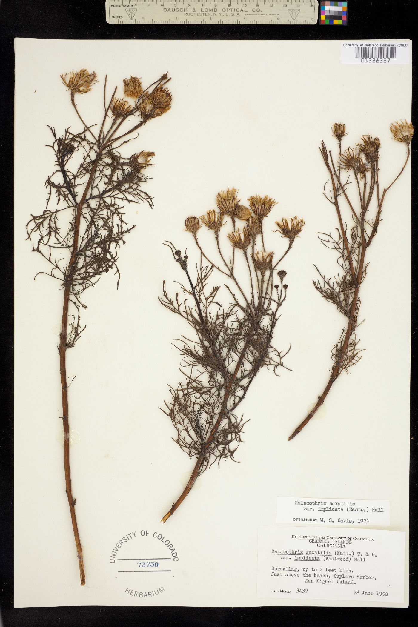 Malacothrix saxatilis image