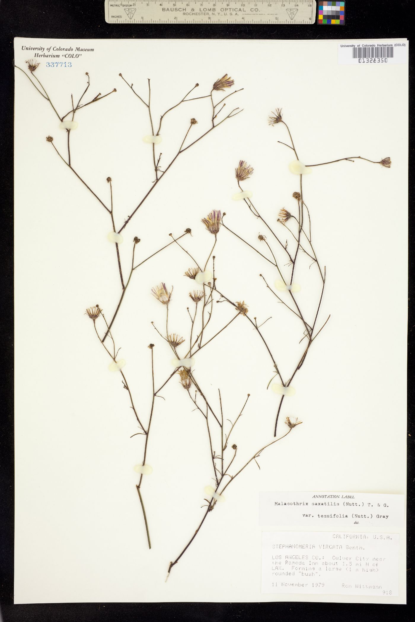 Malacothrix saxatilis image