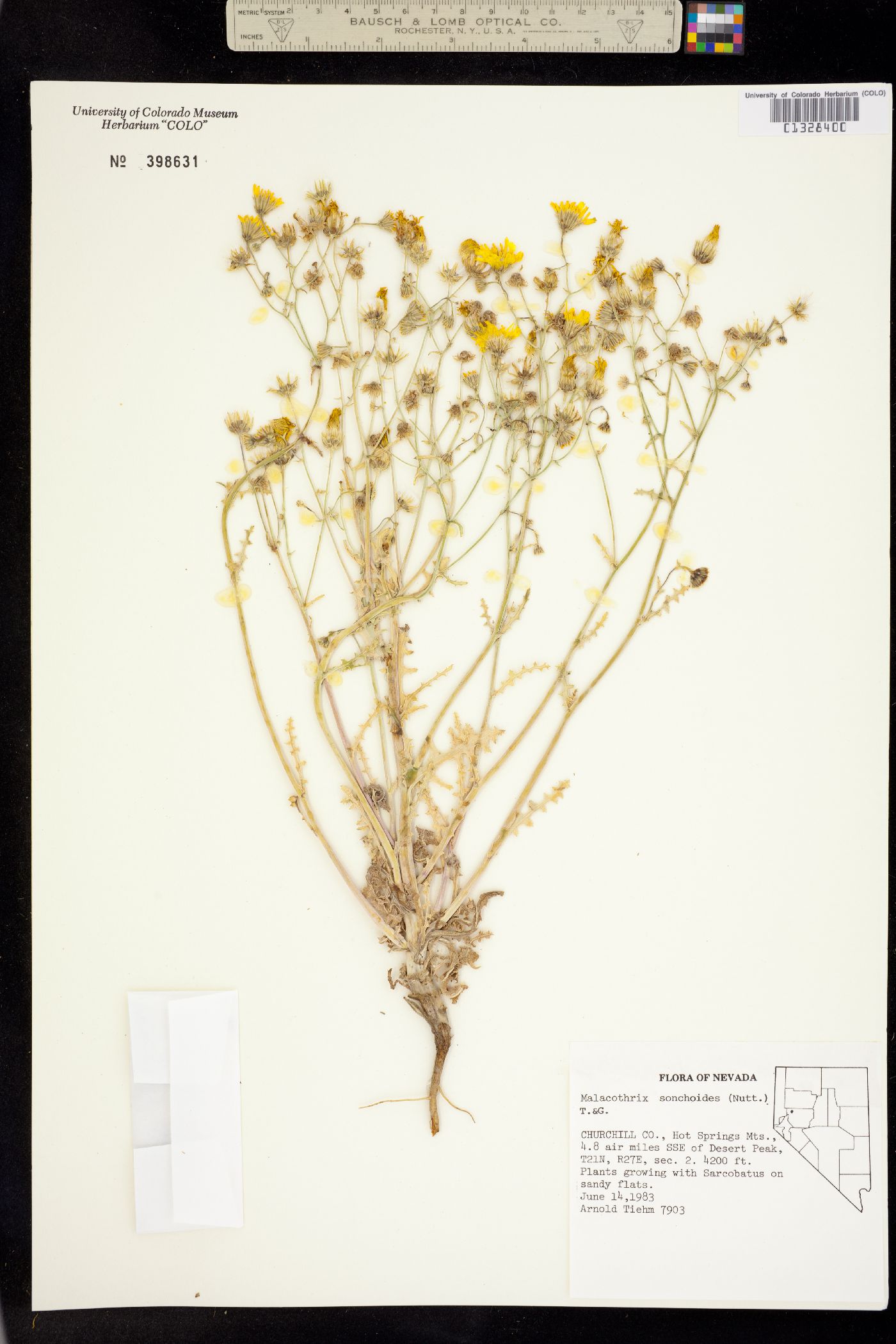 Malacothrix sonchoides image