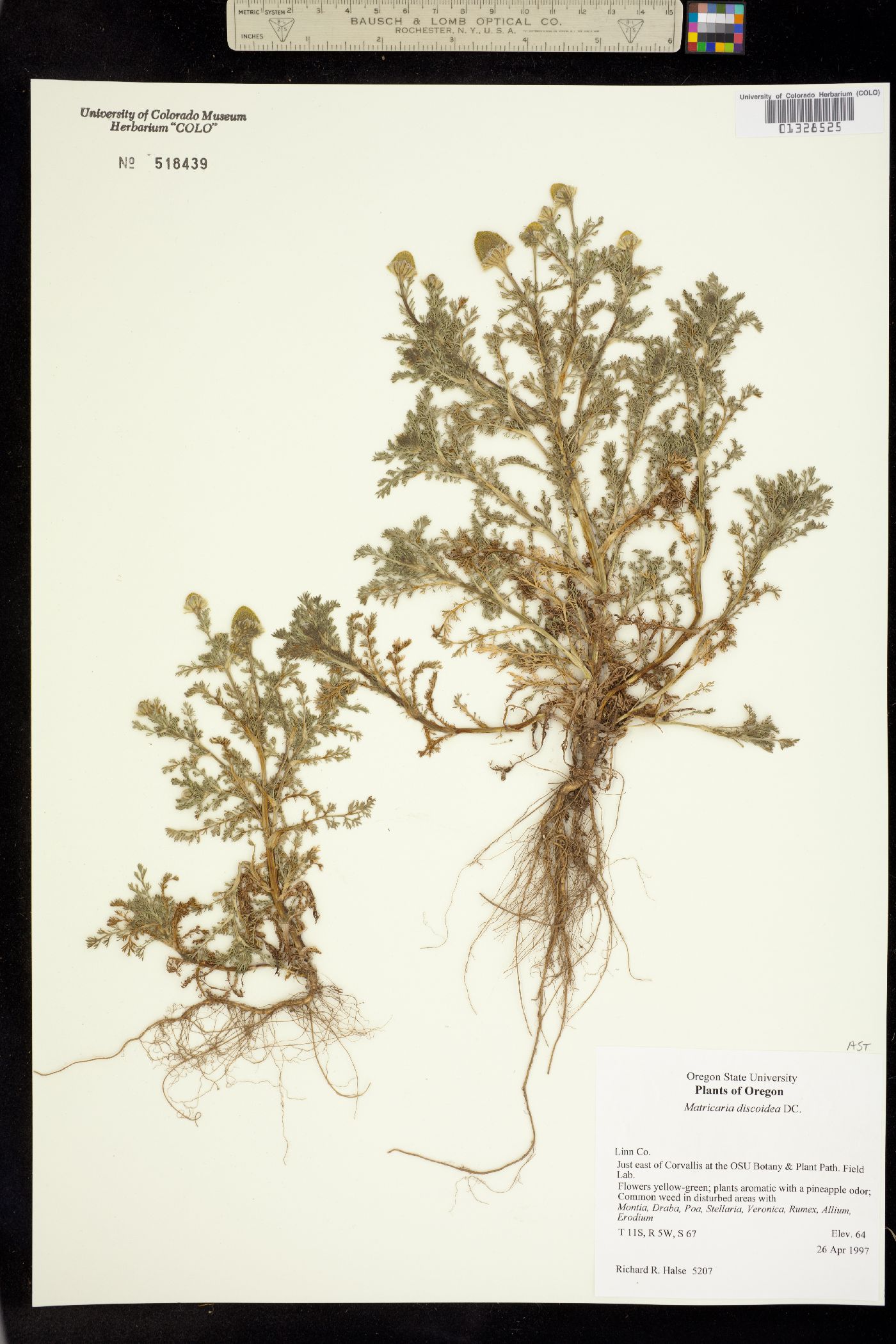 Matricaria discoidea image