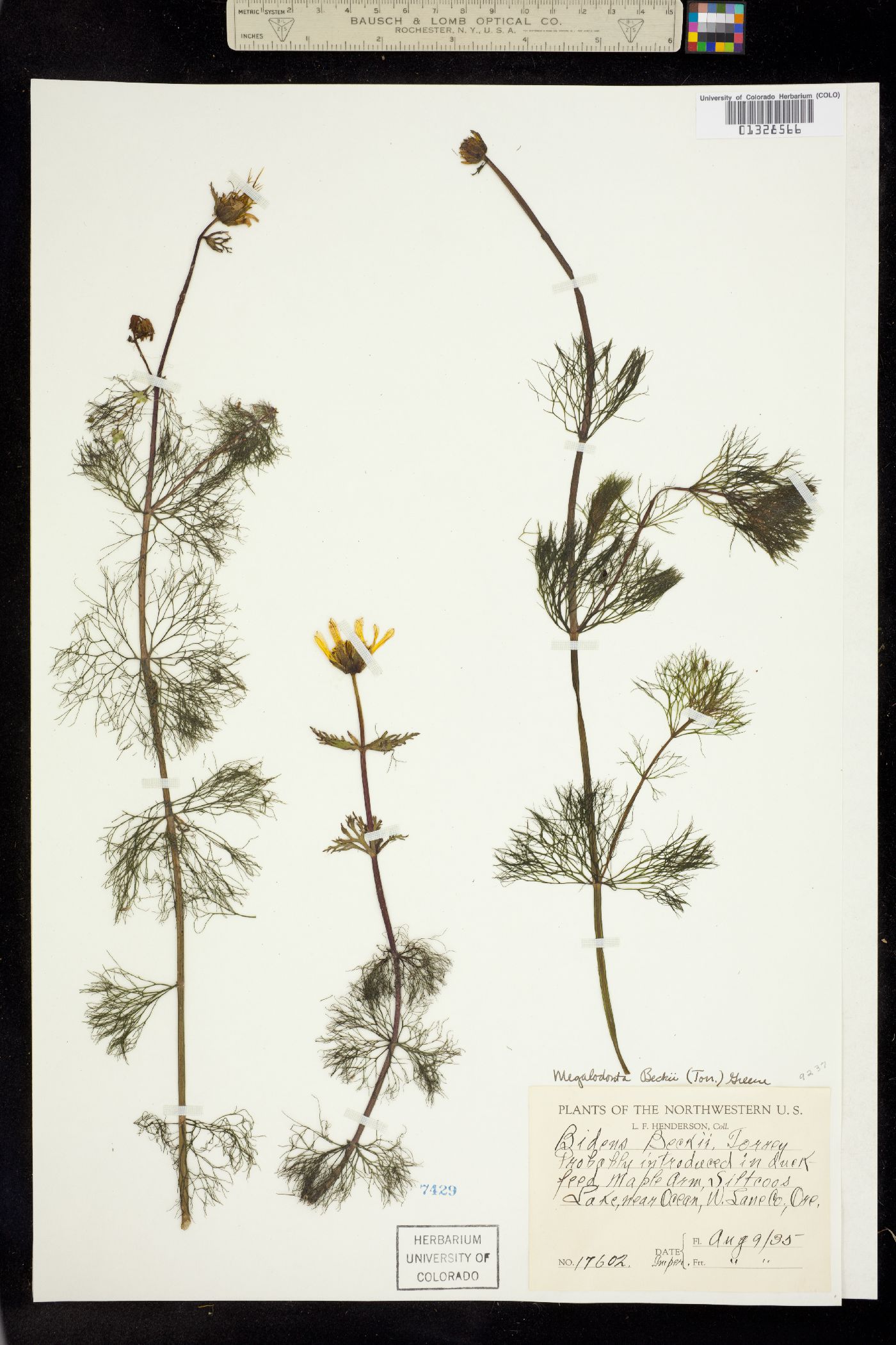 Bidens beckii image