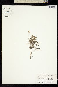 Melampodium cinereum image
