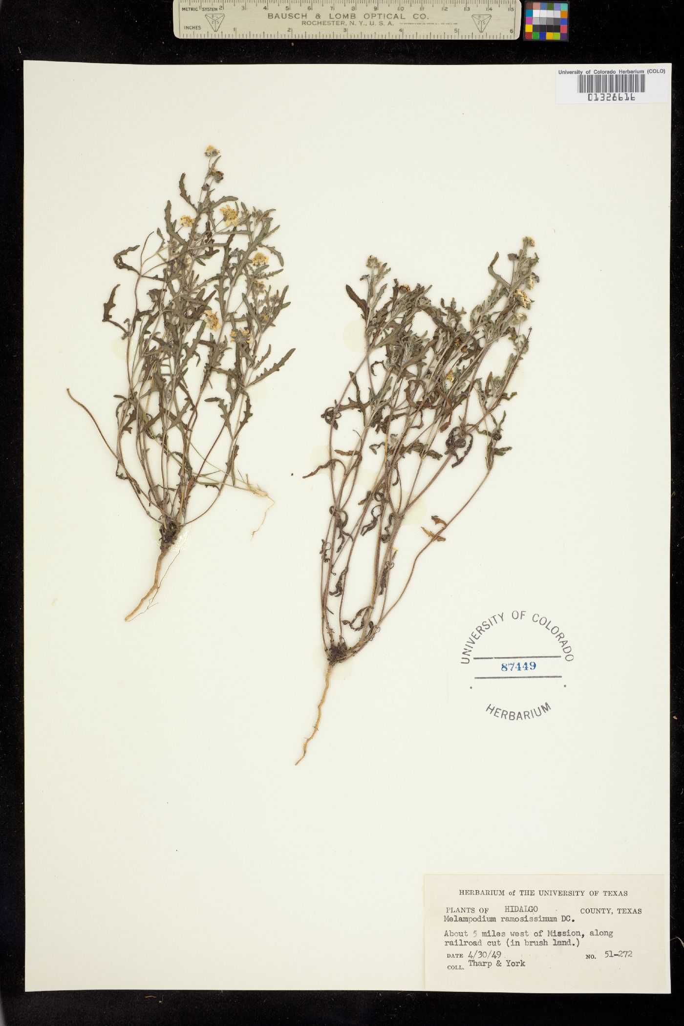 Melampodium cinereum image