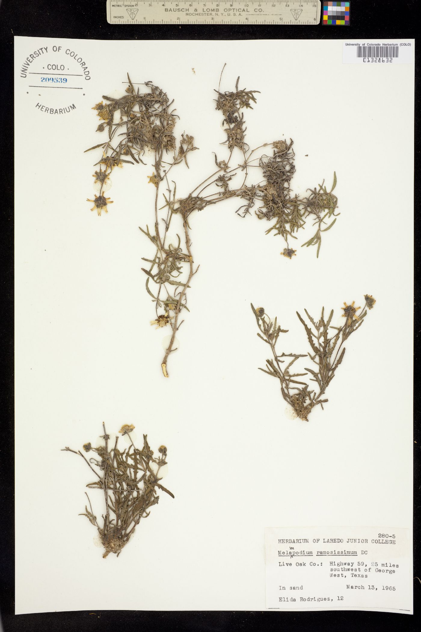 Melampodium cinereum image