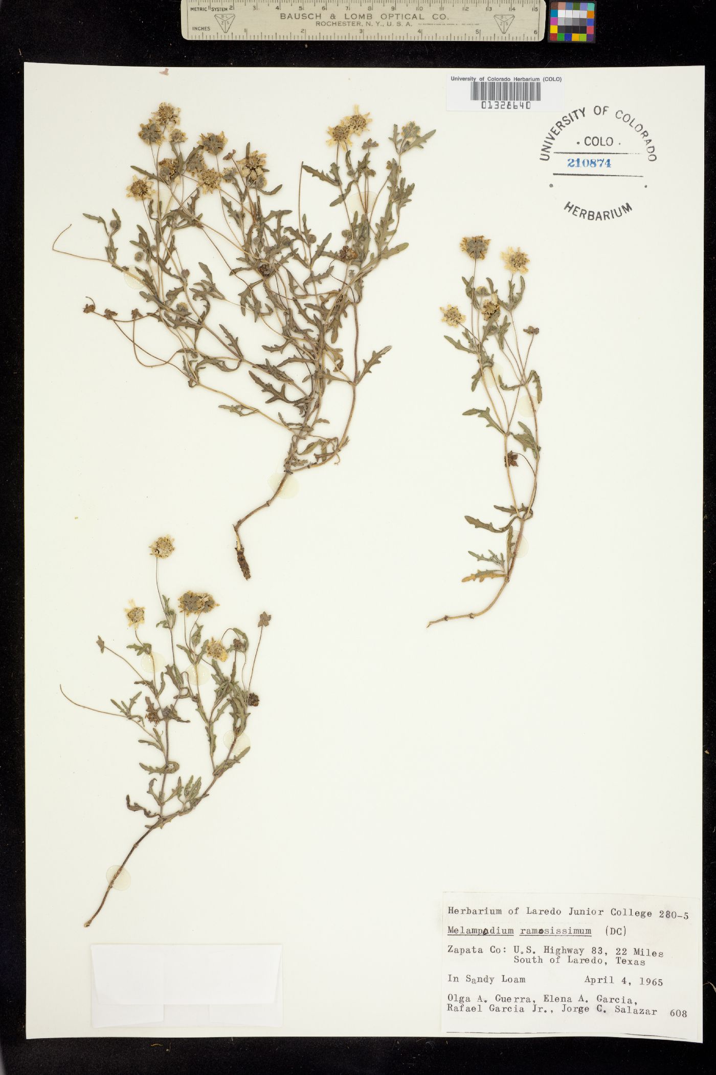 Melampodium cinereum image