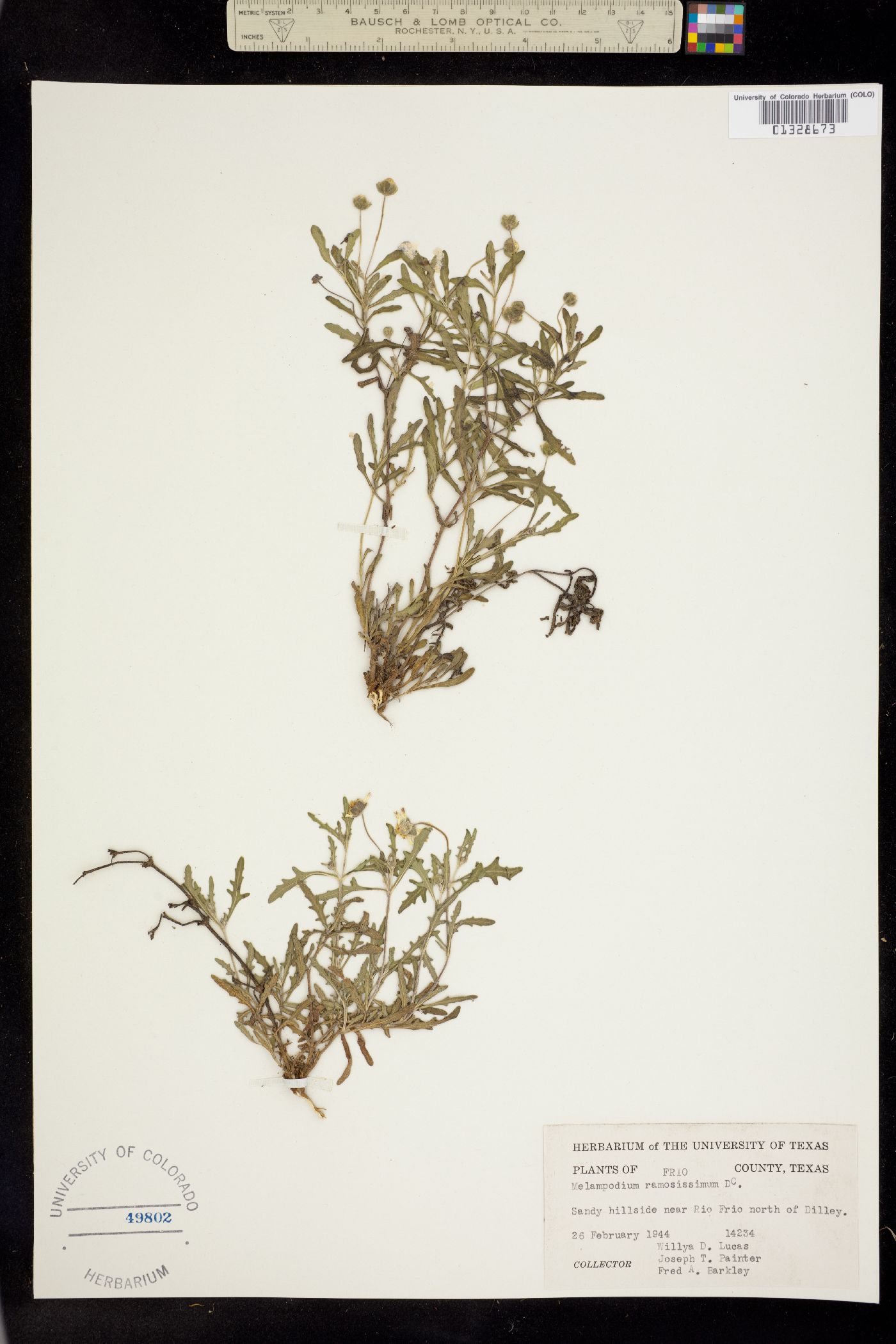 Melampodium cinereum image