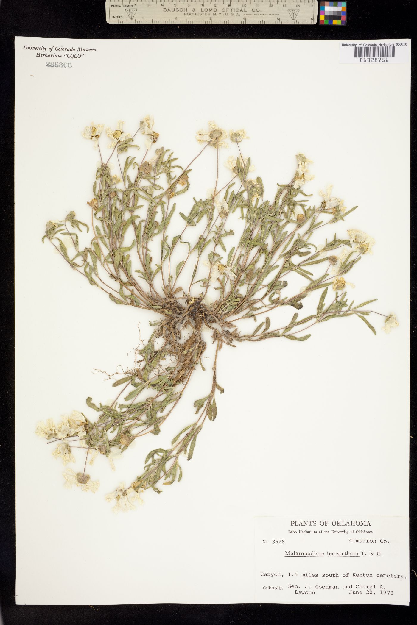 Melampodium image