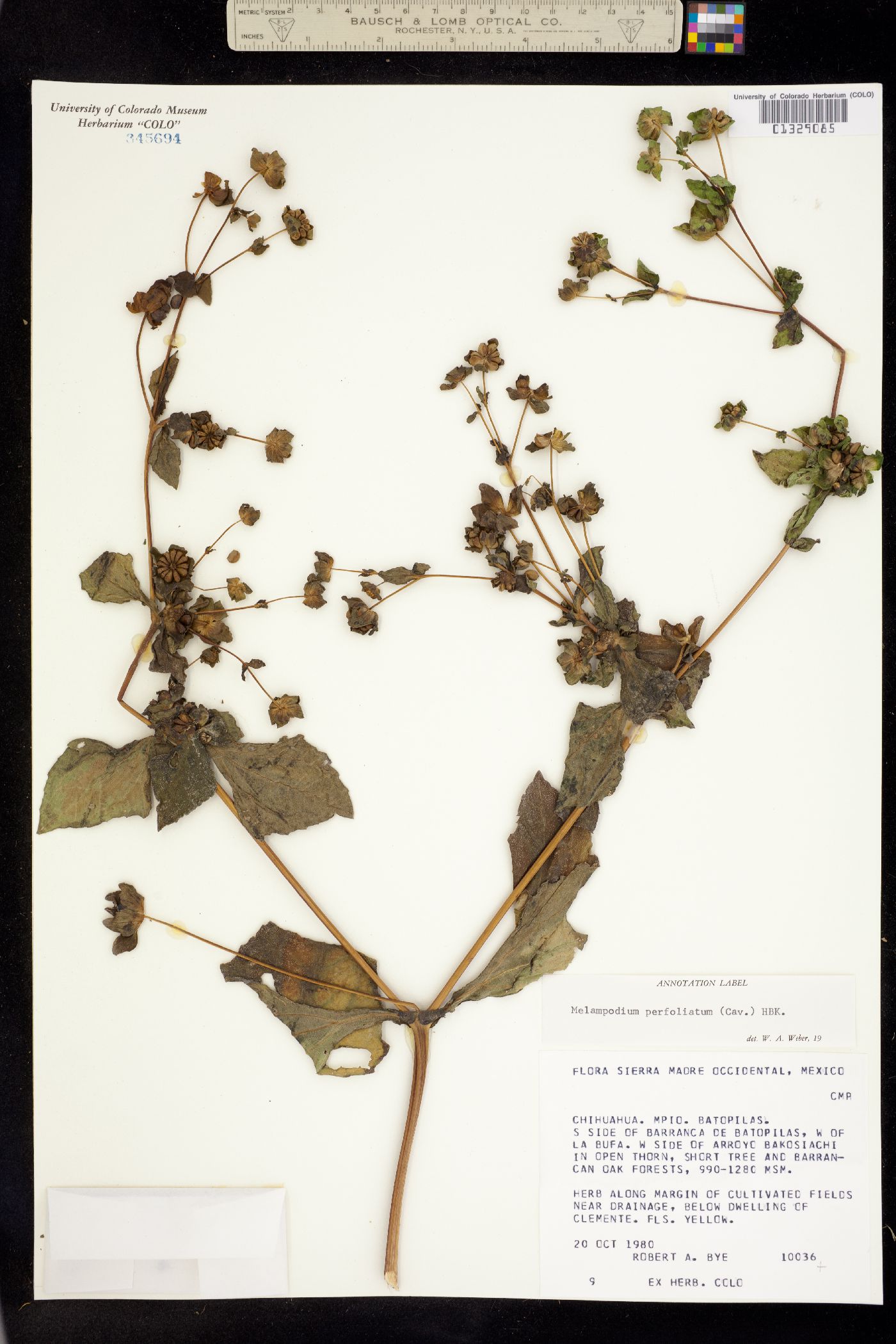 Melampodium perfoliatum image