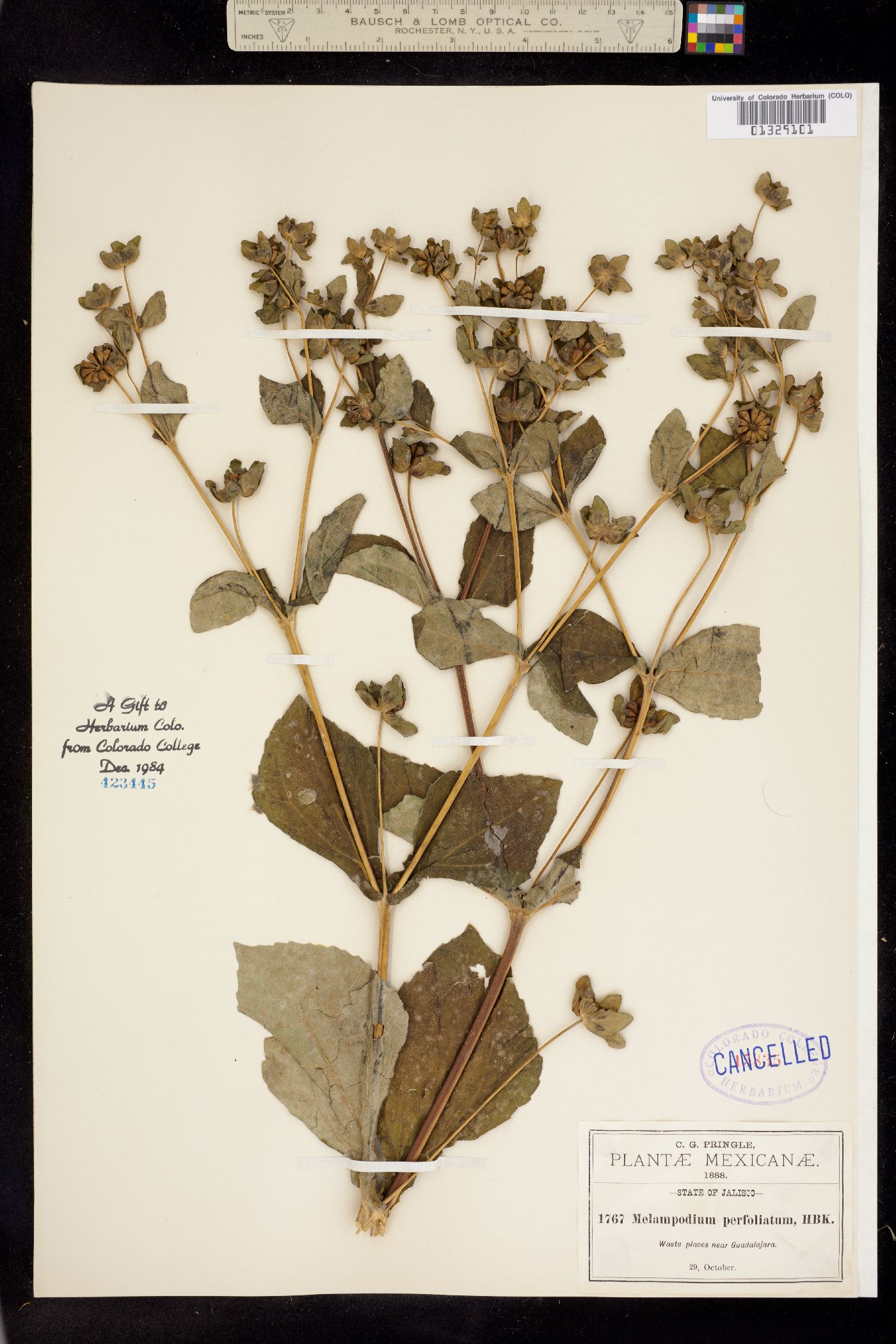 Melampodium perfoliatum image