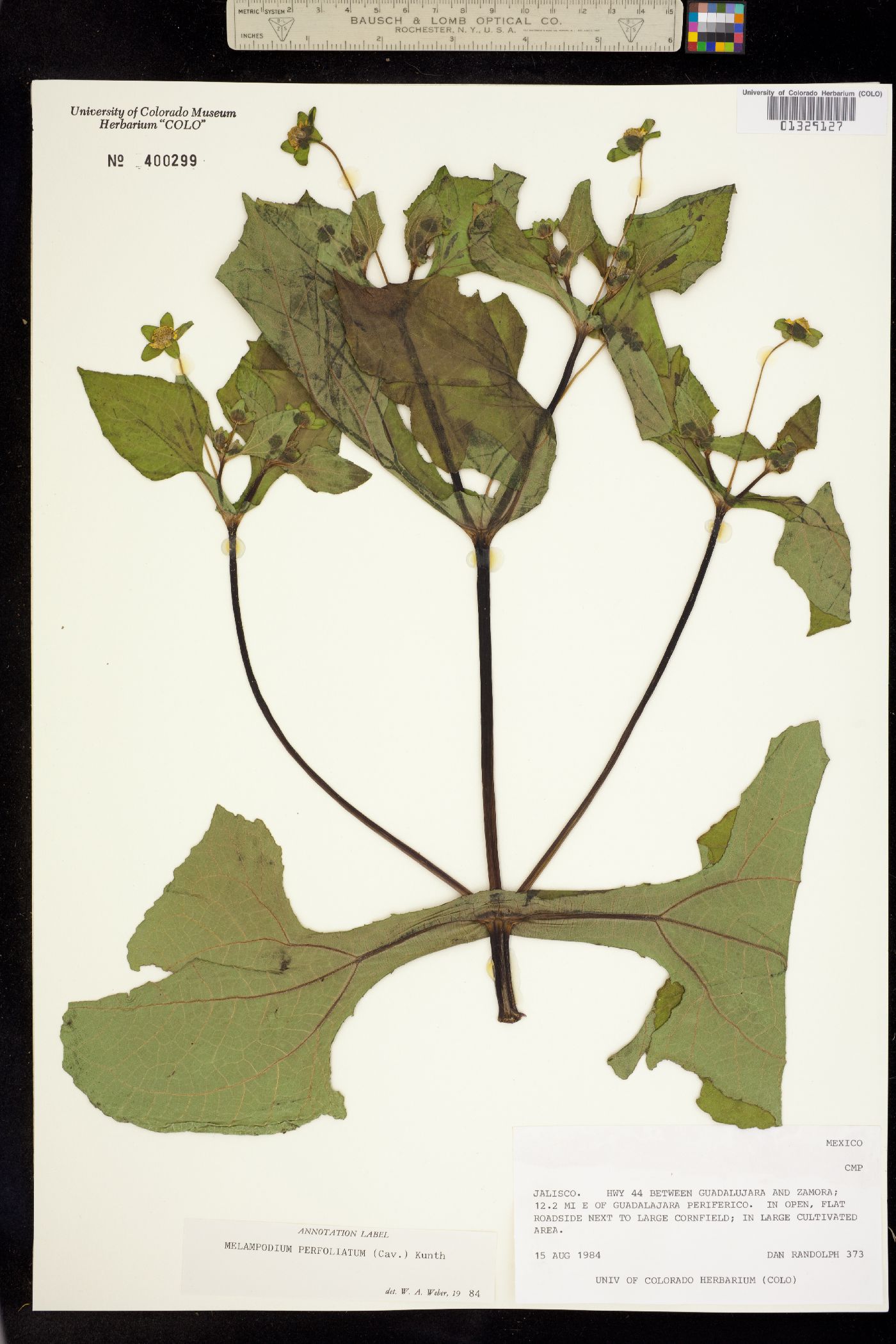 Melampodium perfoliatum image