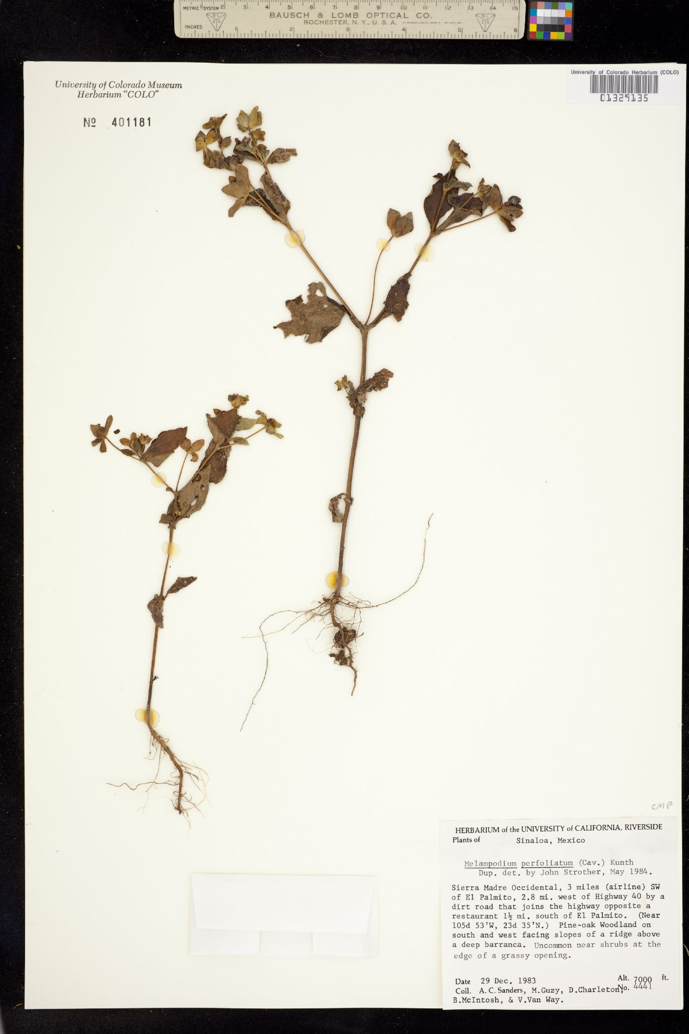 Melampodium perfoliatum image