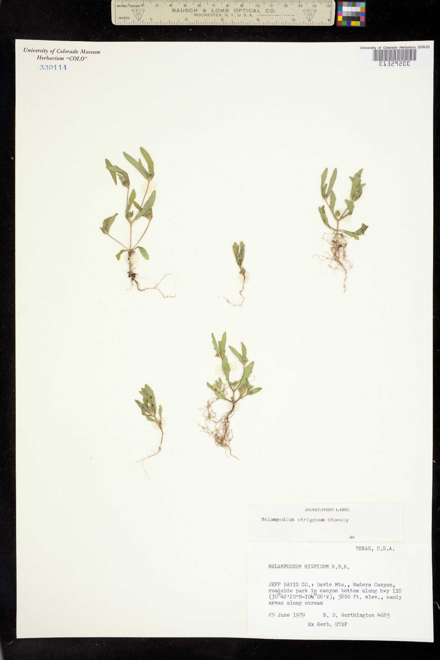 Melampodium strigosum image