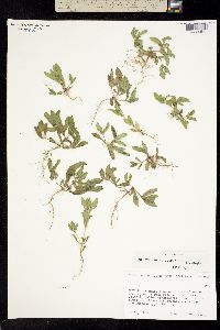 Melampodium strigosum image